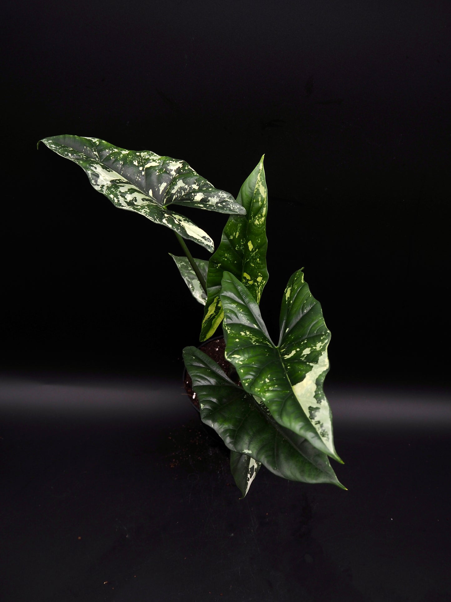 Alocasia Simpo Albo