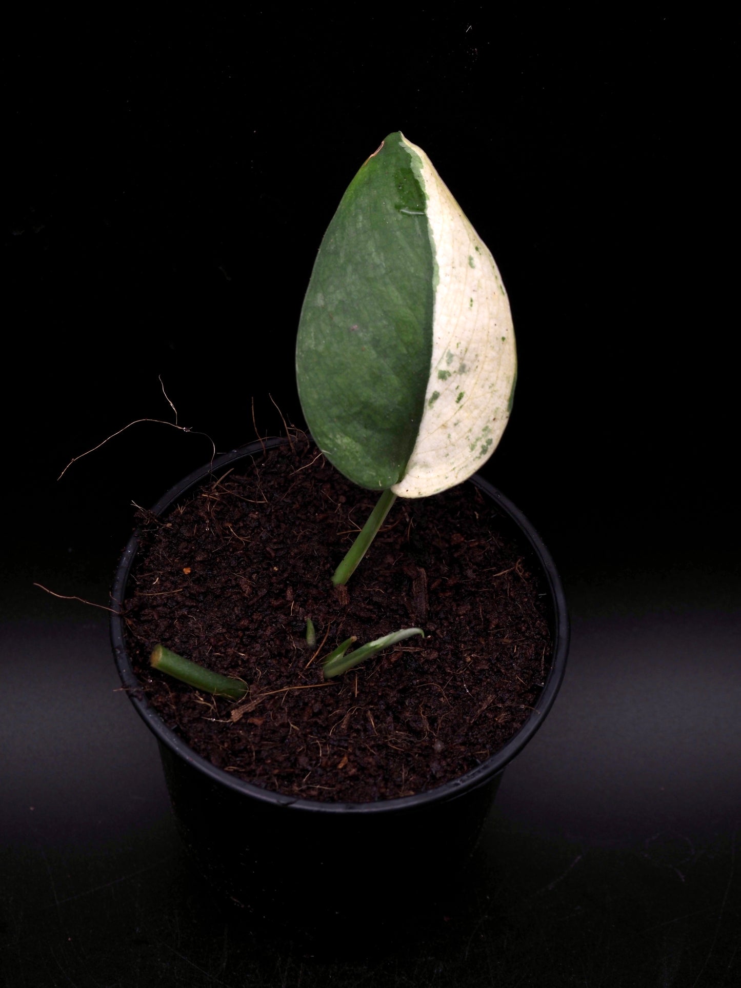 Scindapsus Jade Satin Marble