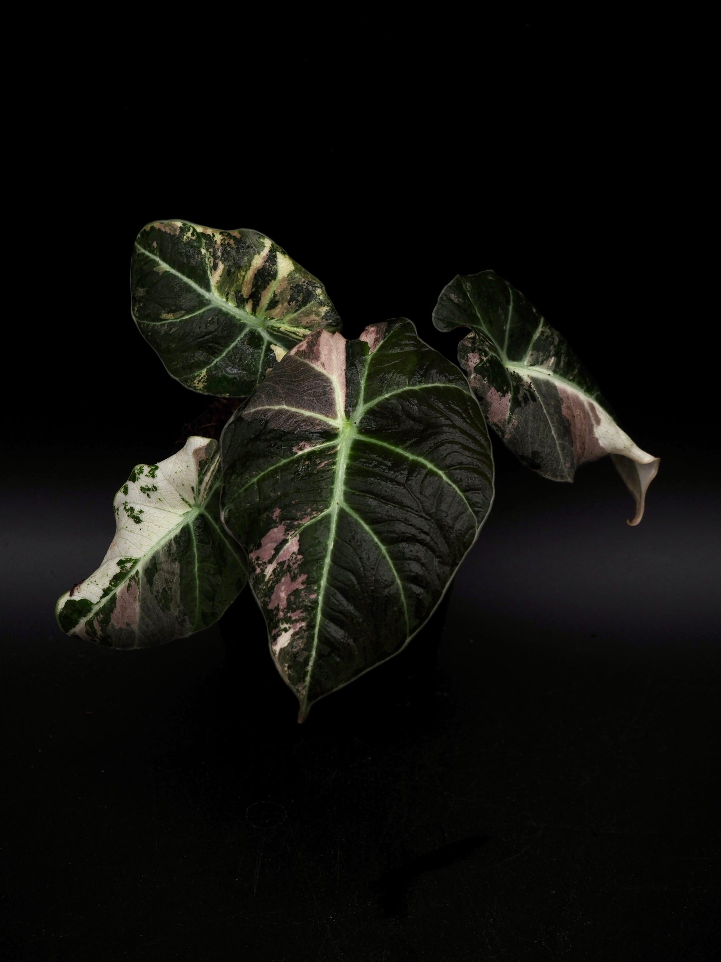Alocasia Noir Velours Rose
