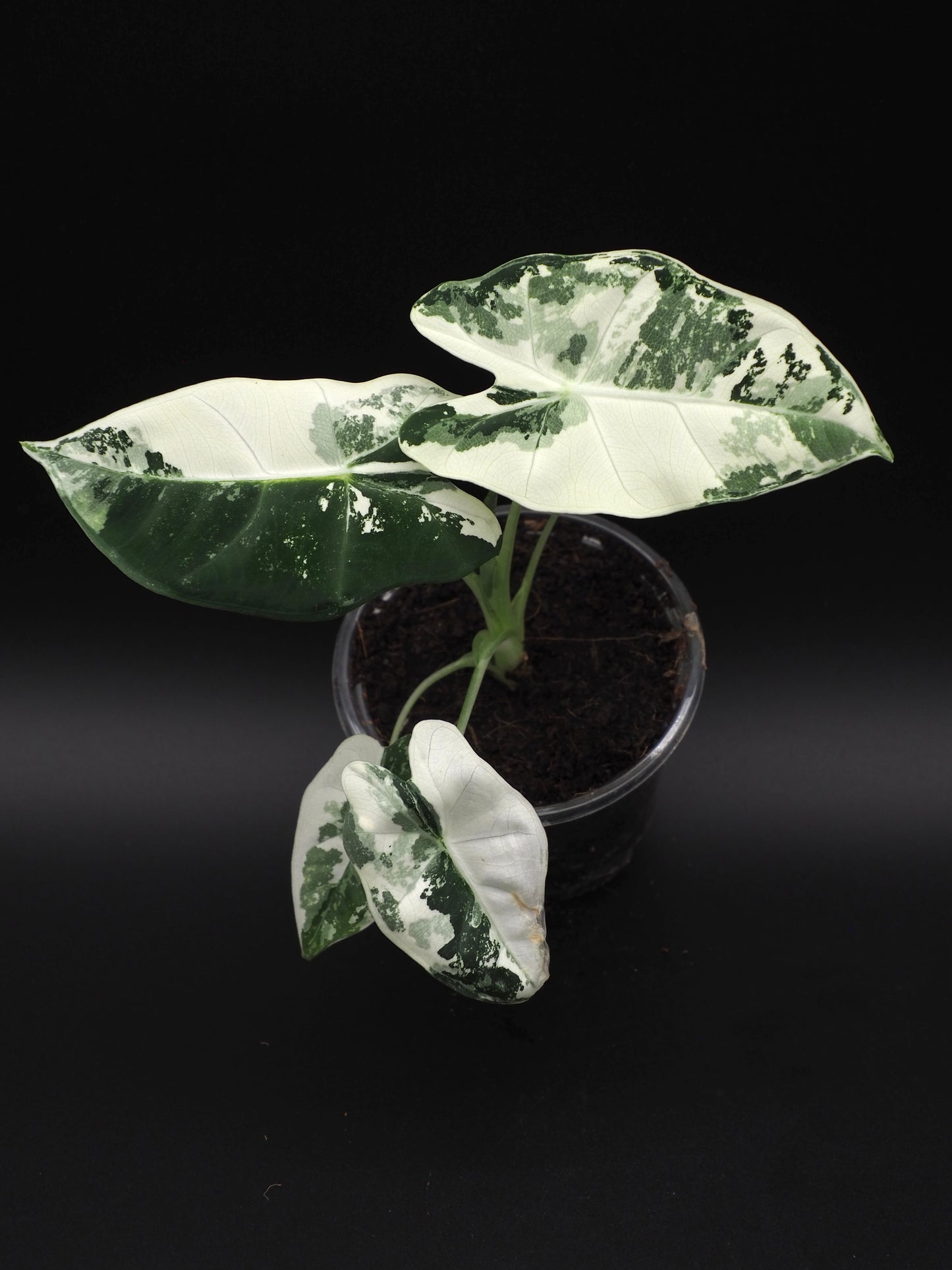 Alocasia Frydek Variegata