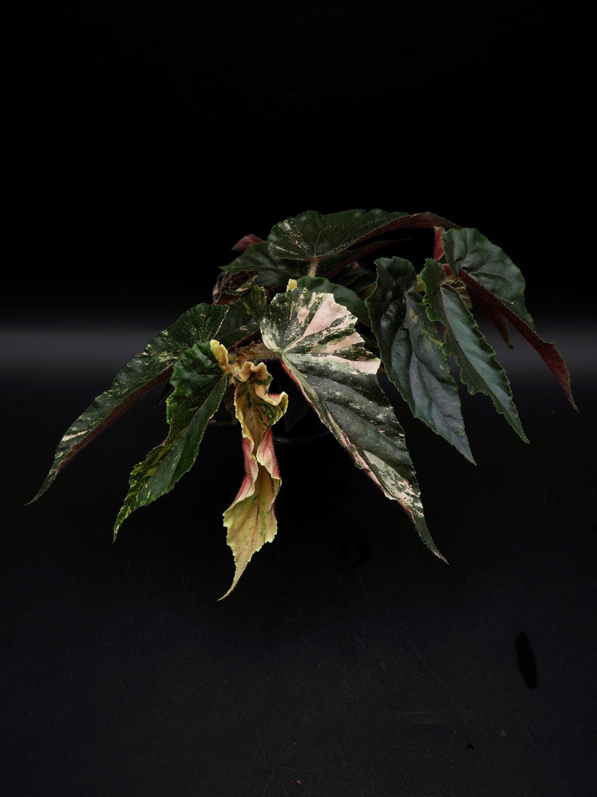 Begonia Ginny Galaxy