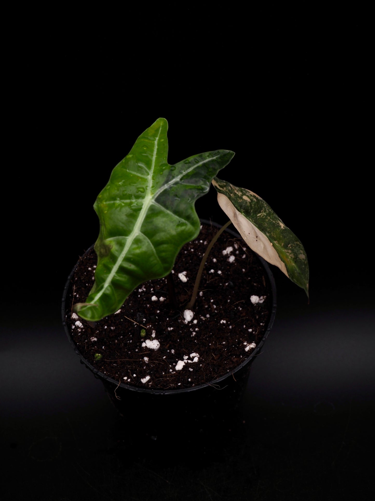 Alocasia Sanderiana Bull Aurea