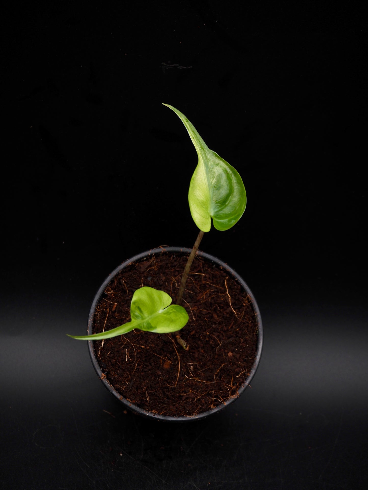 Alocasia Stingray Aurea Variegata