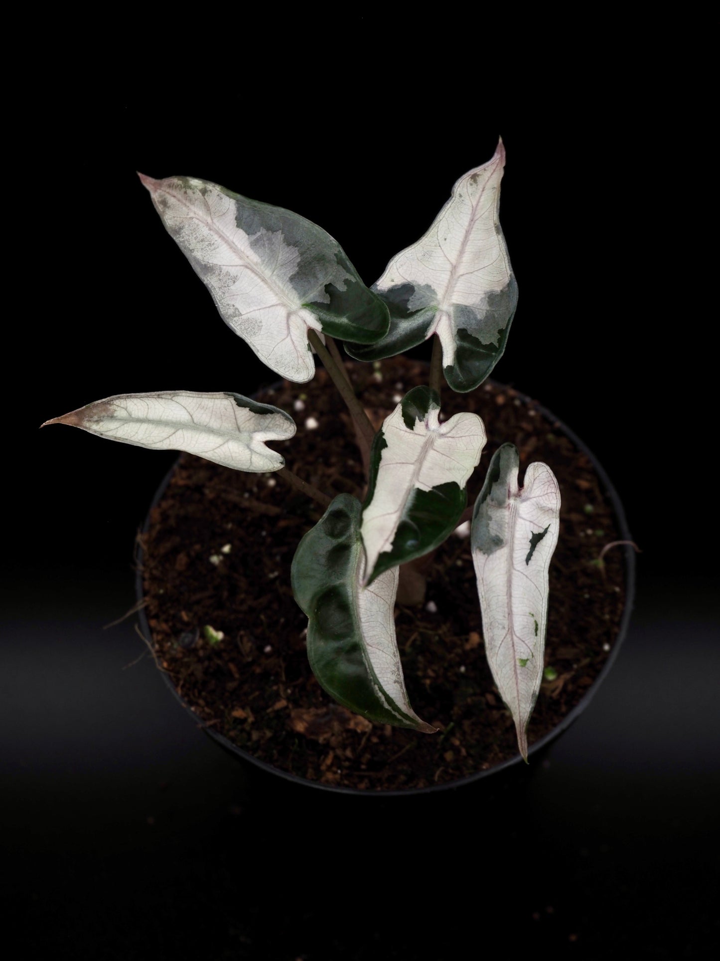 Alocasia Bambino Pink Lava