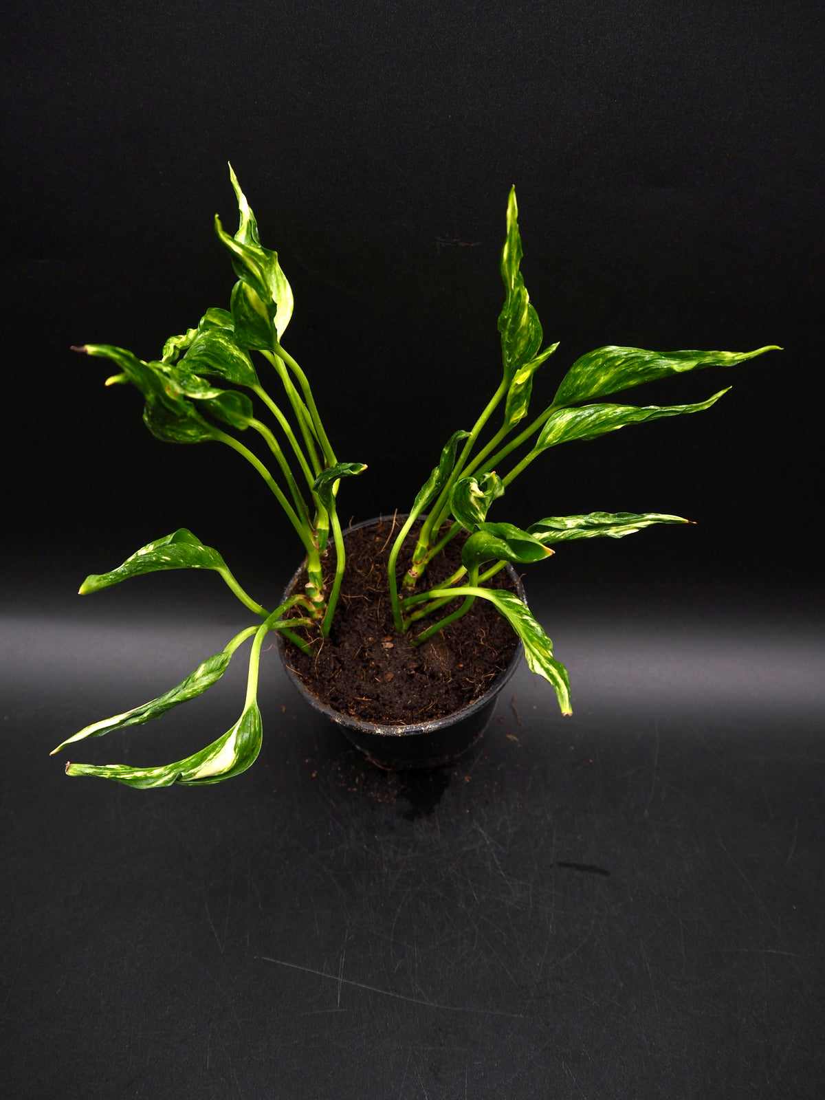 Epipremnum aureum Shangri La Variegata