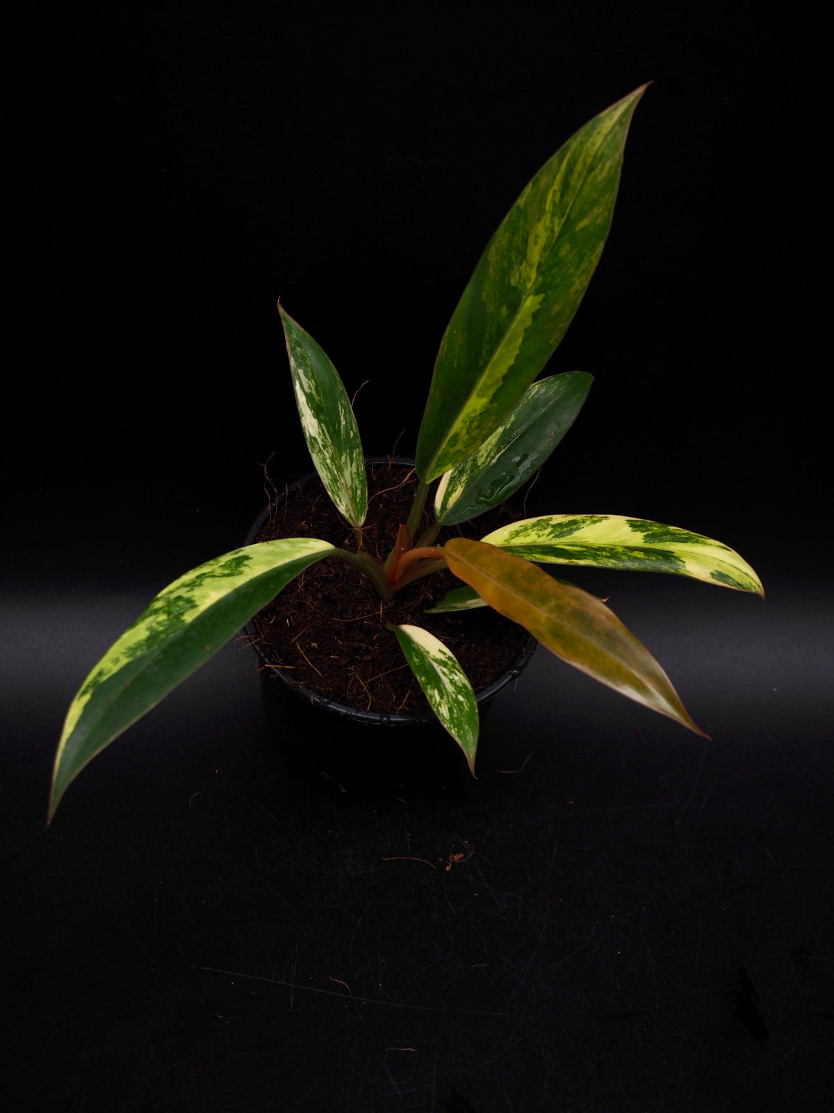 Philodendron Caramel Marble