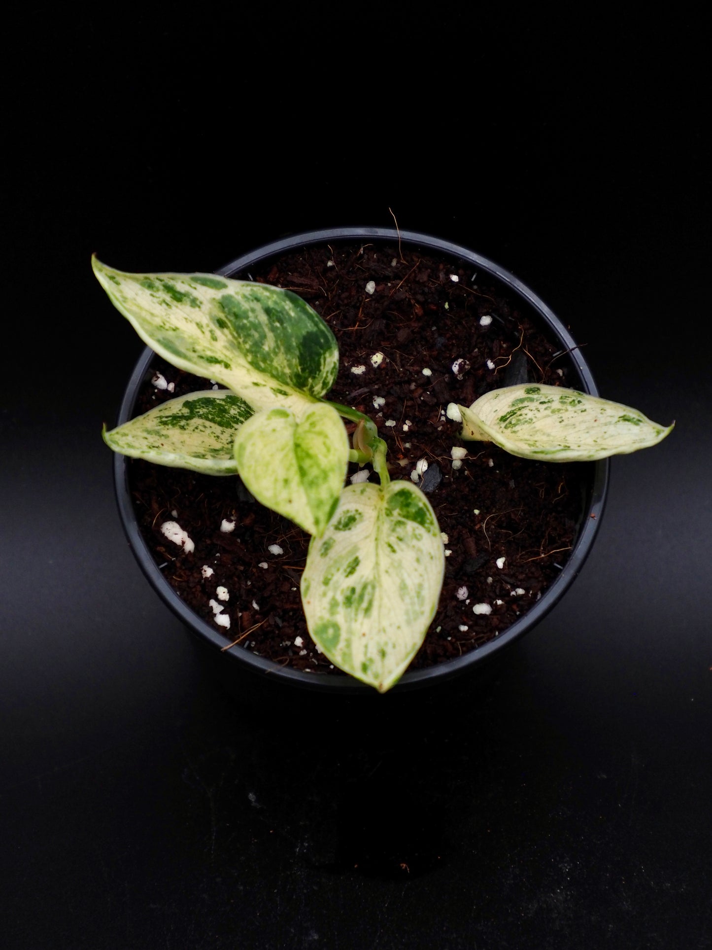 Scindapsus Jade Satin Marble