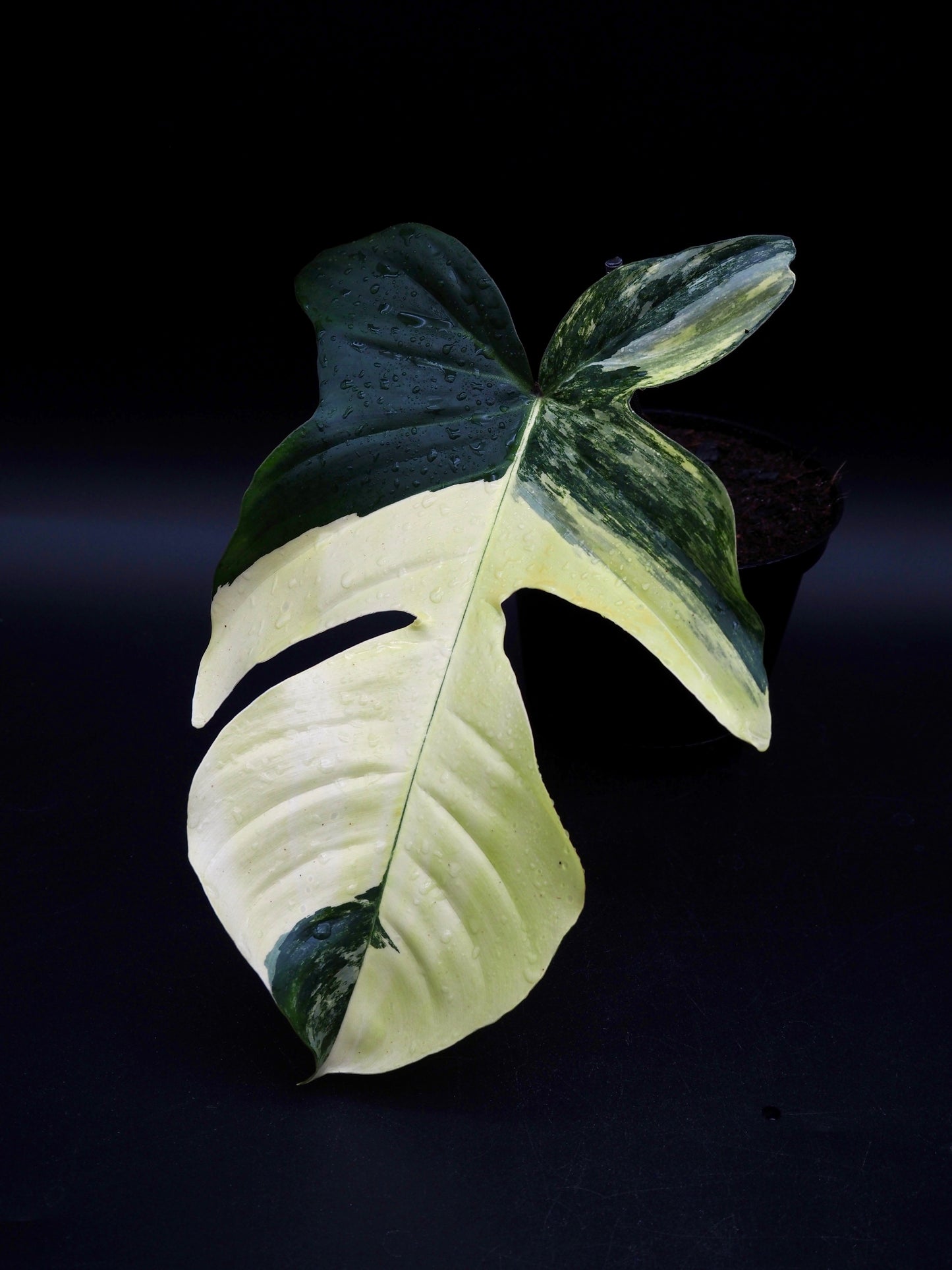 Philodendron Squamiferum Aurea Variegata