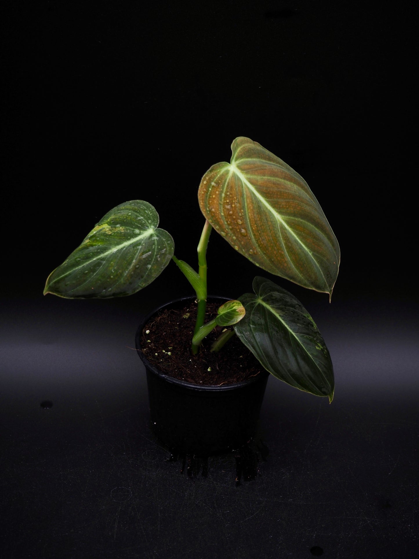 Philodendron Melanochrysum Variegata