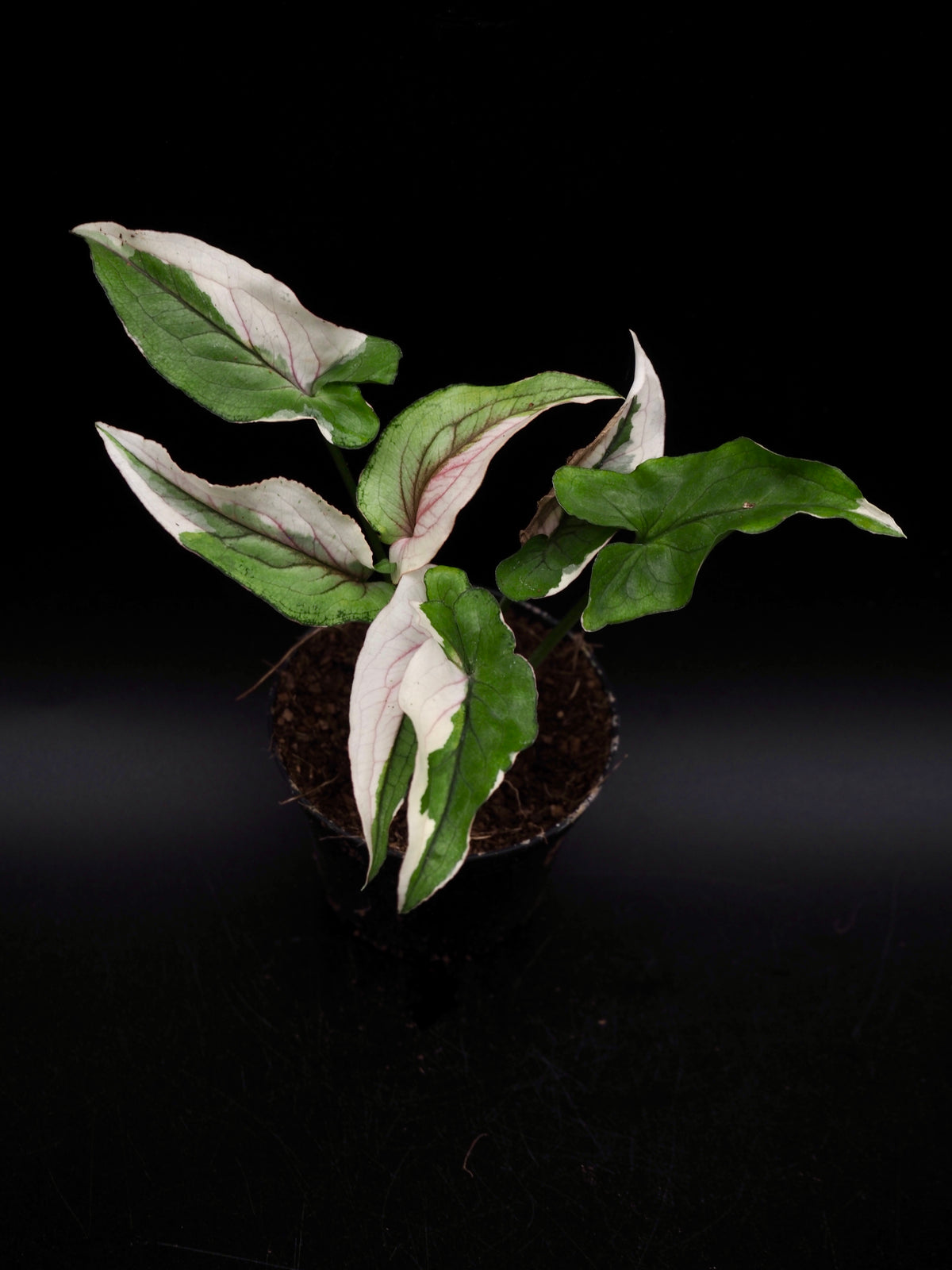 Syngonium White Princess