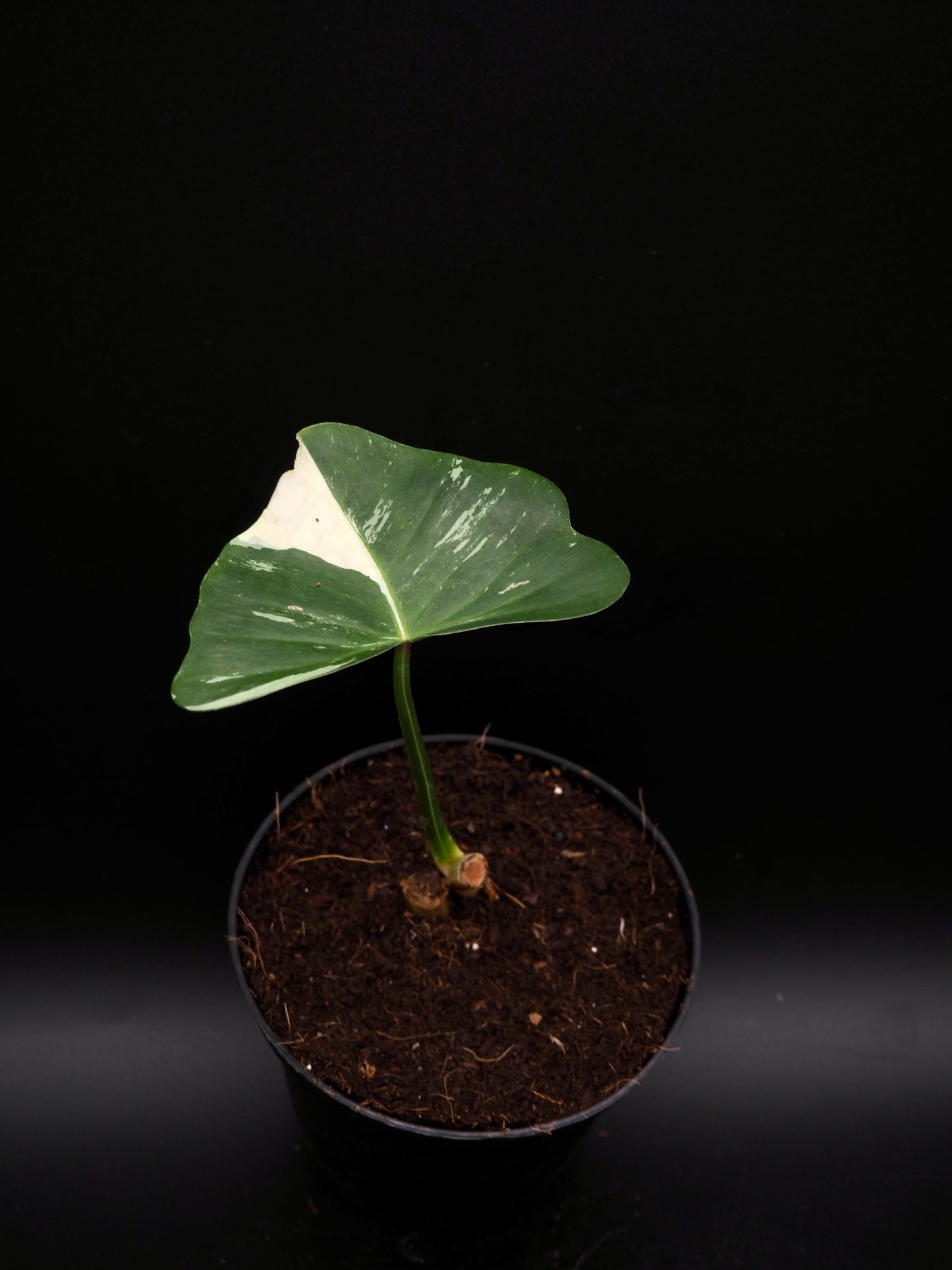 Philodendron Golden Dragon Variegata