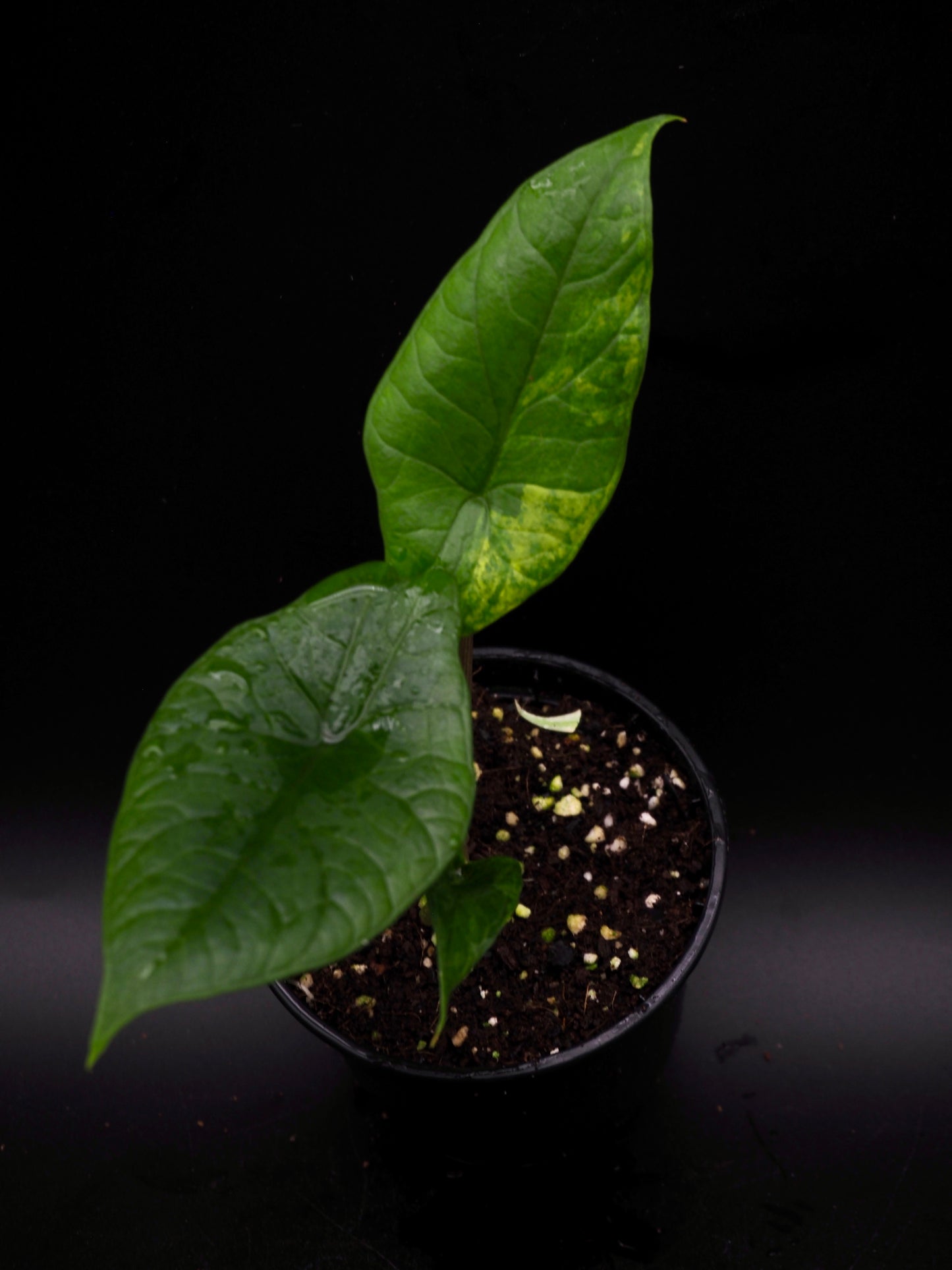 Alocasia Scalprum Aurea