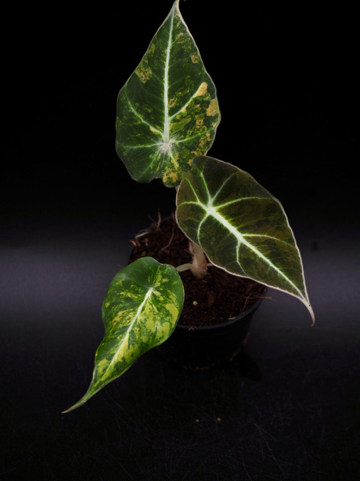 Alocasia Black Velvet Gold