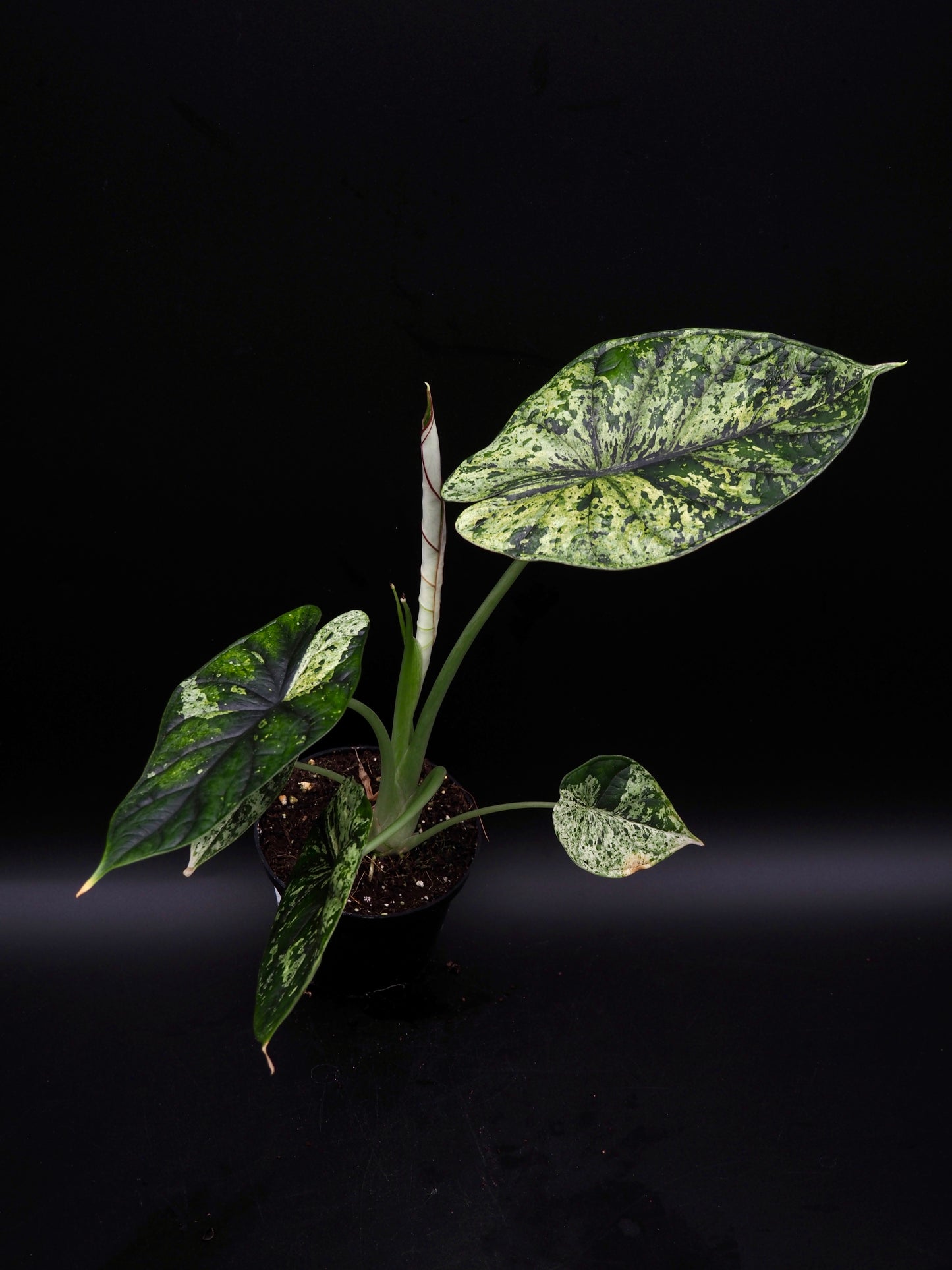 Alocasia Dragon Scale Menthe Variegata