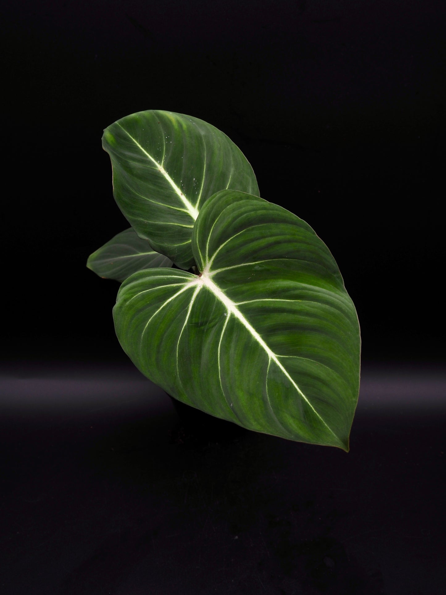 Philodendron Gloriosum