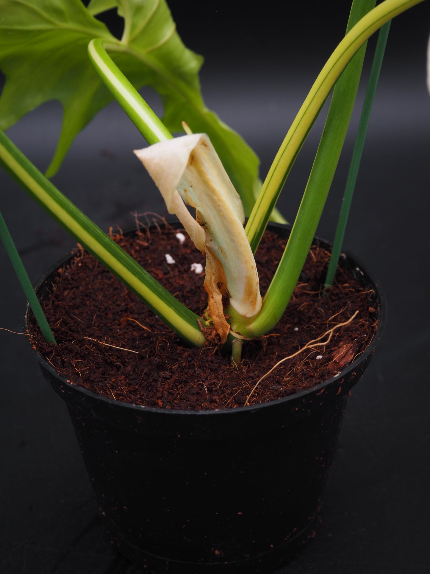 Philodendron Golden Dragon Variegata