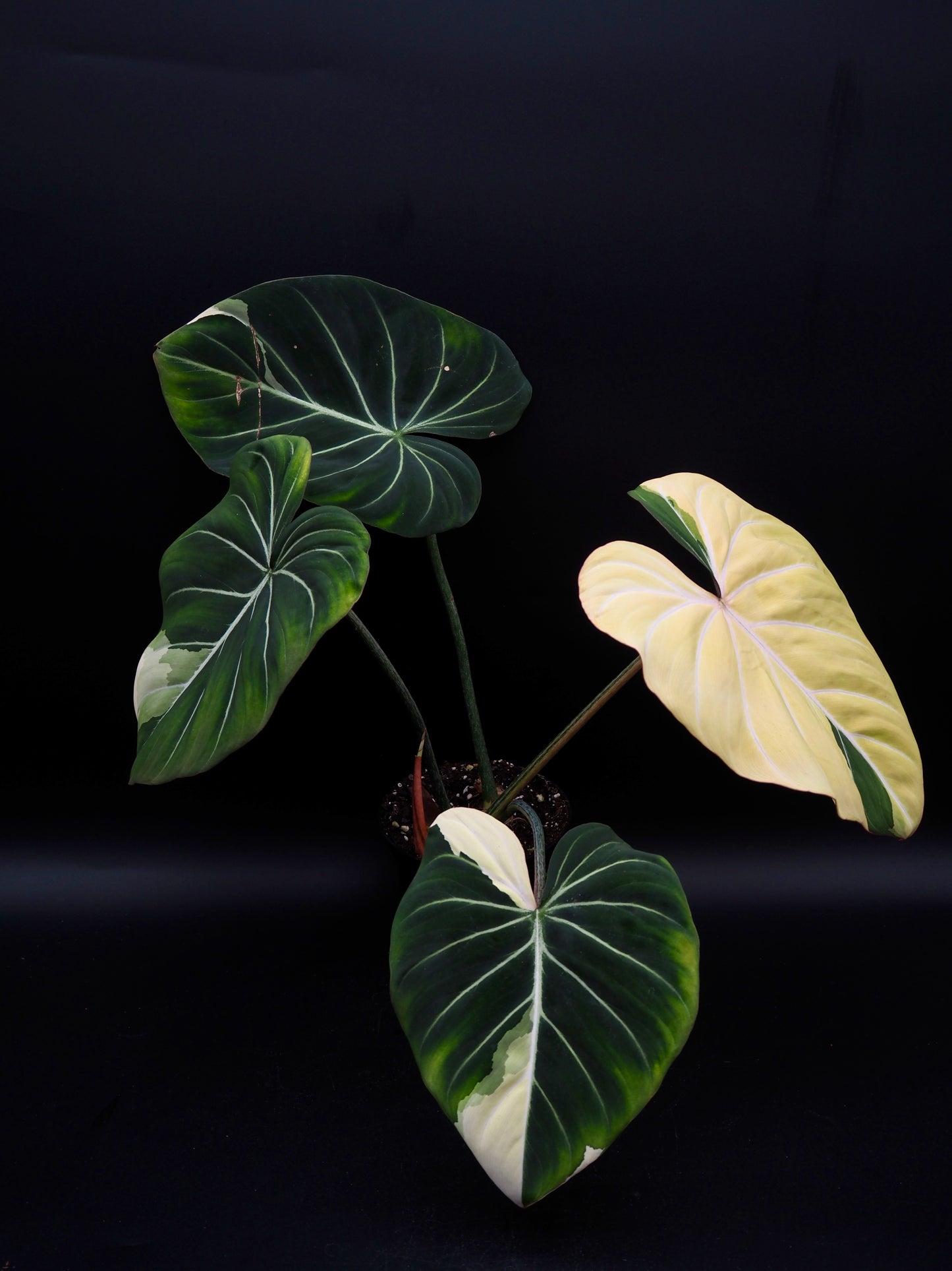 Philodendron Gloriosum Albo Variegata