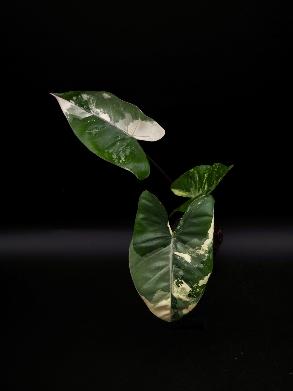 Alocasia Macrorrhiza Black Stem Variegata
