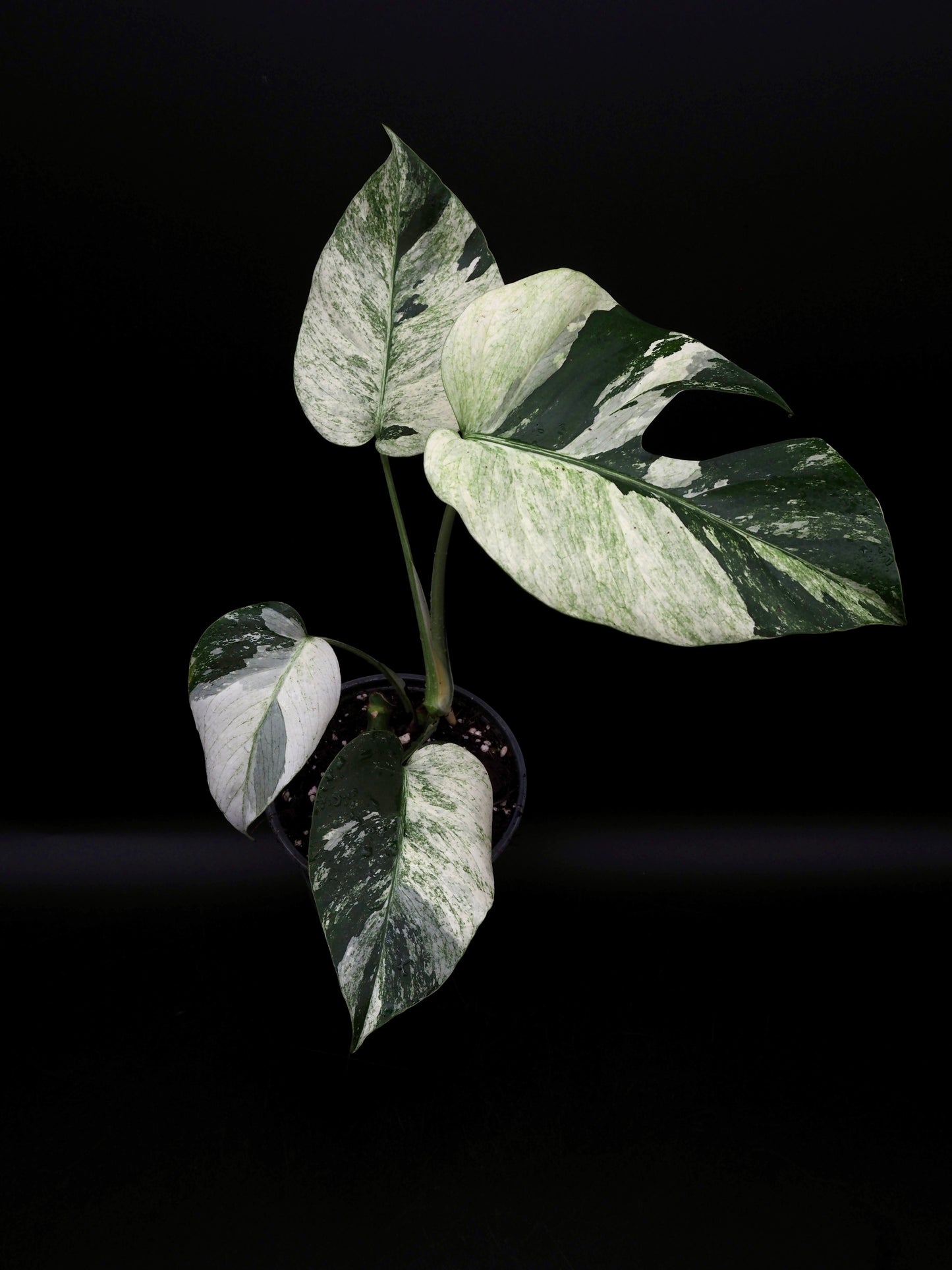 Monstera Deliciosa Jungle Mint