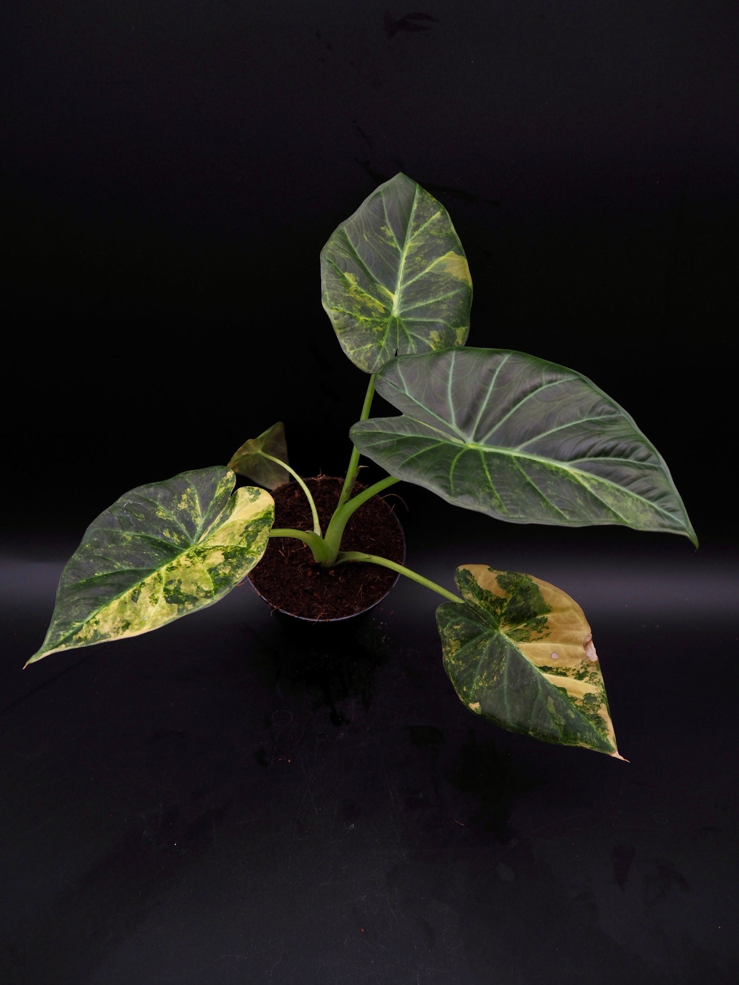 Alocasia Regal Shield Aurea