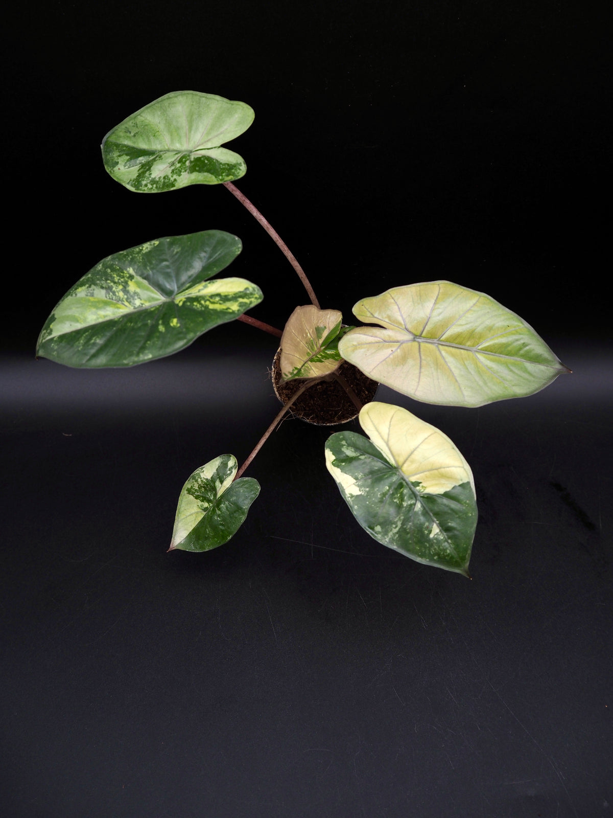 Alocasia Yucatan Princess Pink
