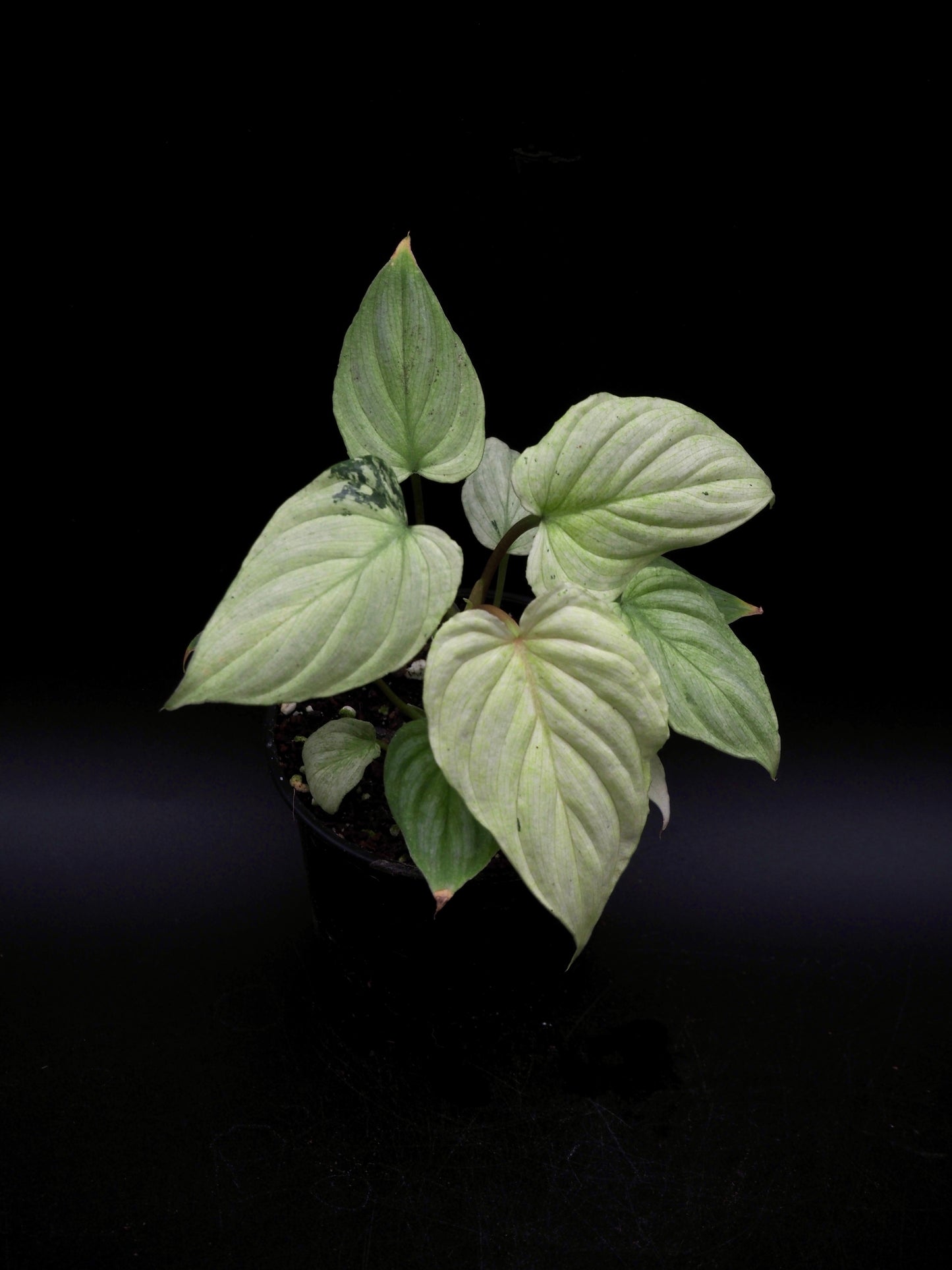 Philodendron Mamei Variegata