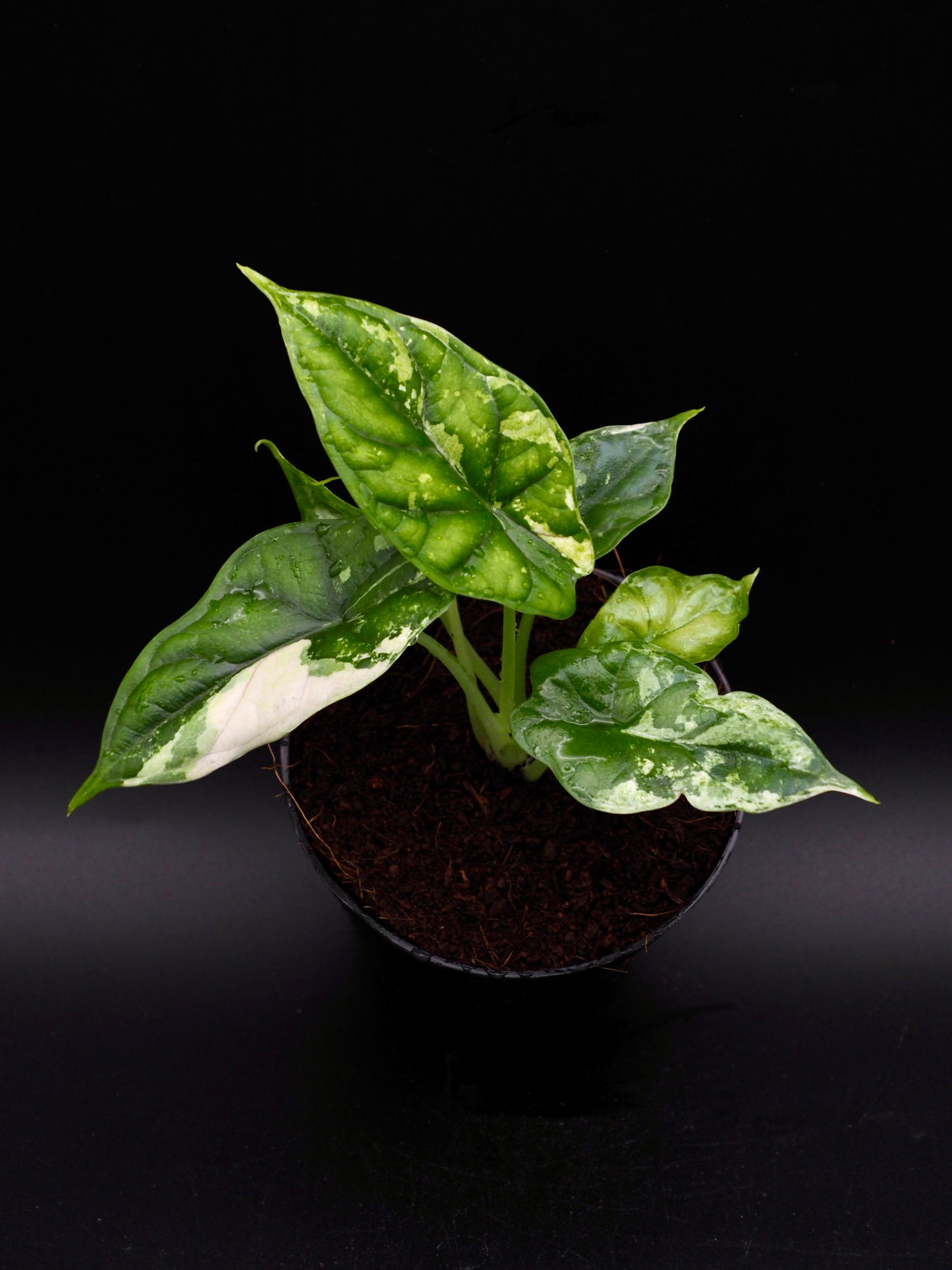Alocasia Dragon Scale Albo Variegata