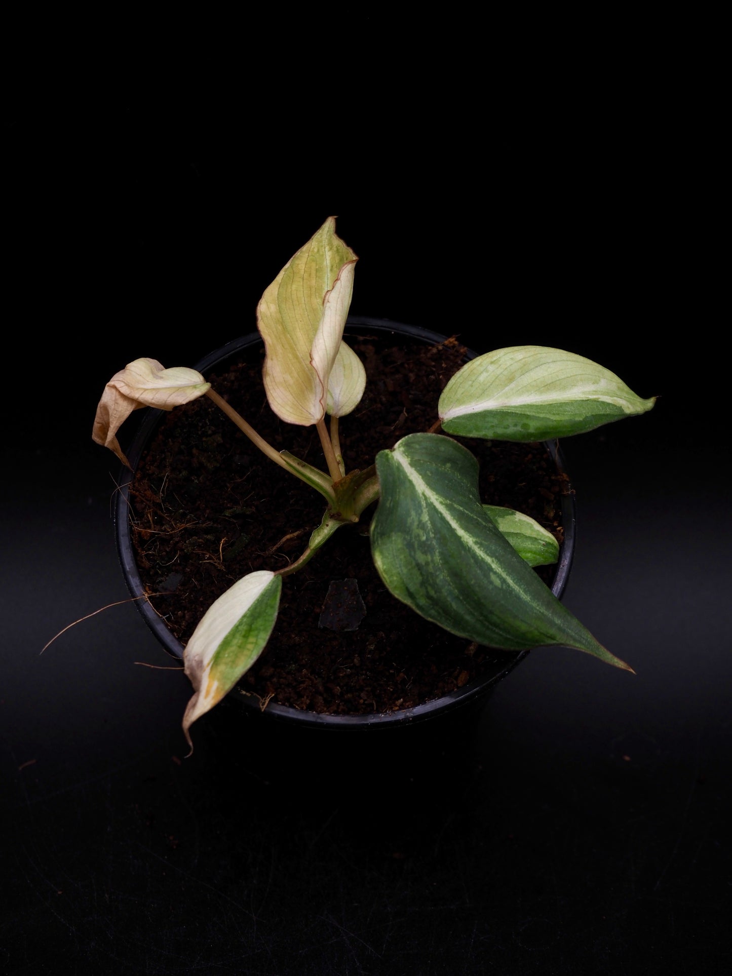 Philodendron Gloriosum Tricolor