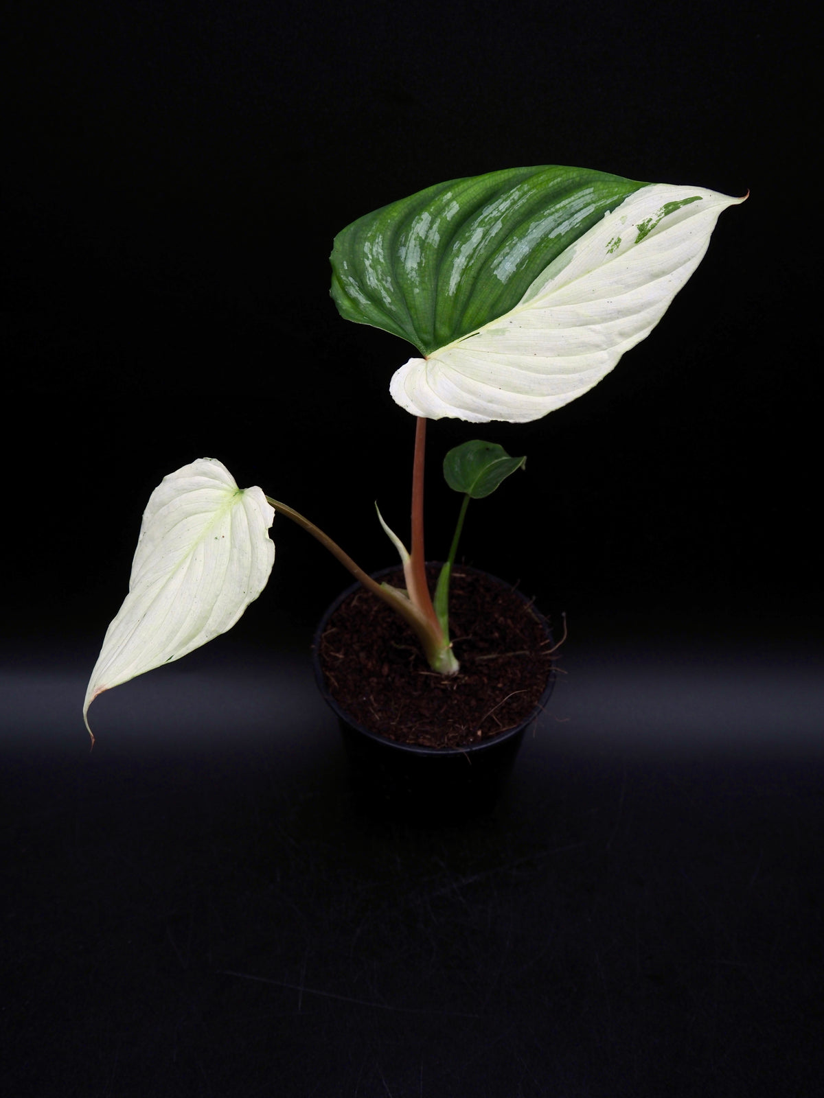 Philodendron Mamei Variegata