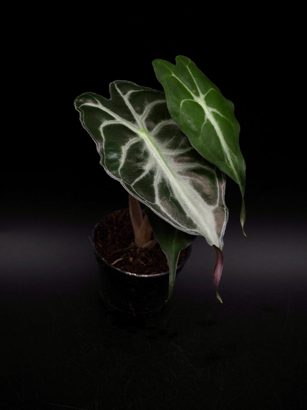 Alocasia Venom S