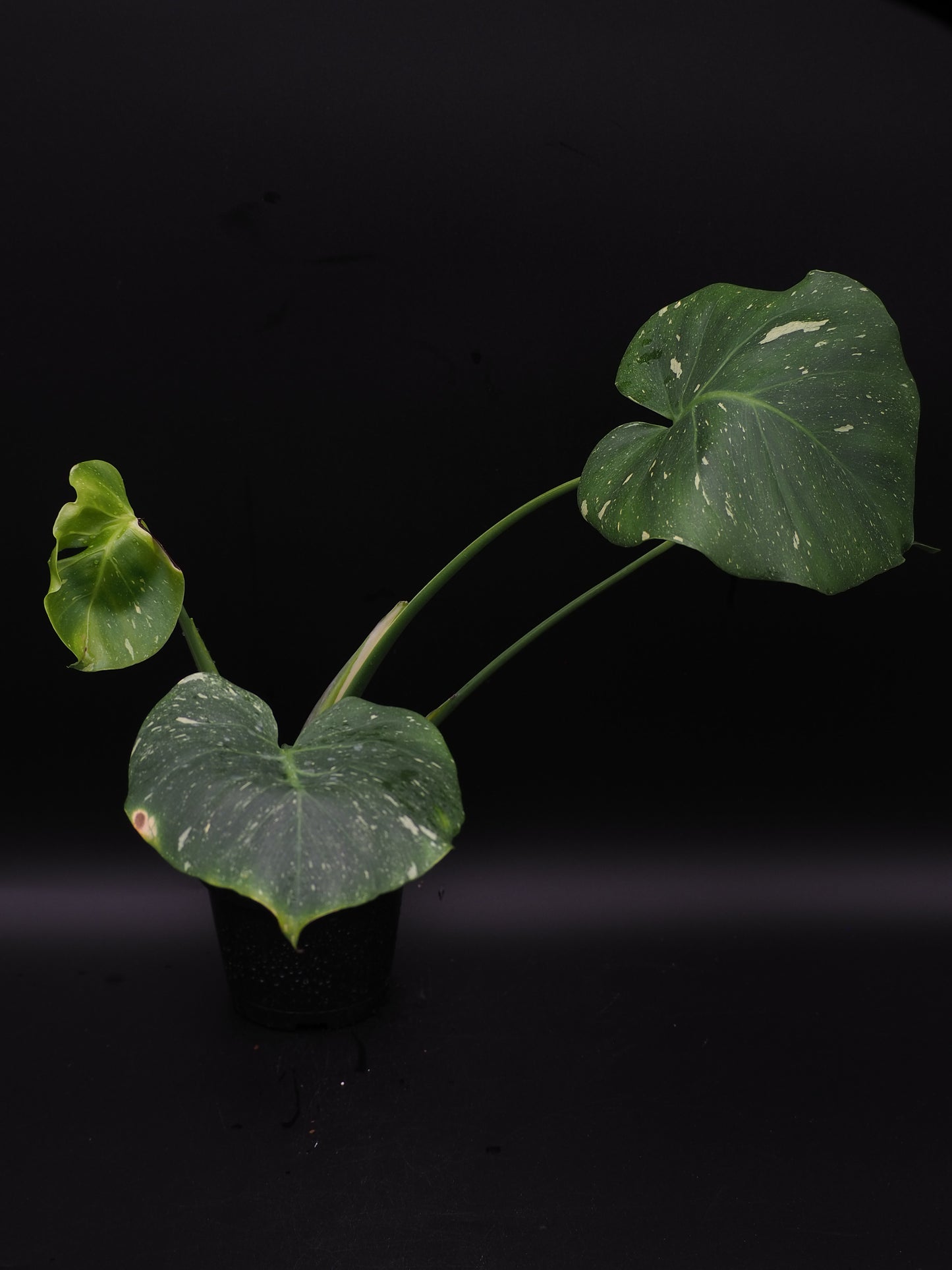 Monstera Thai Constellation