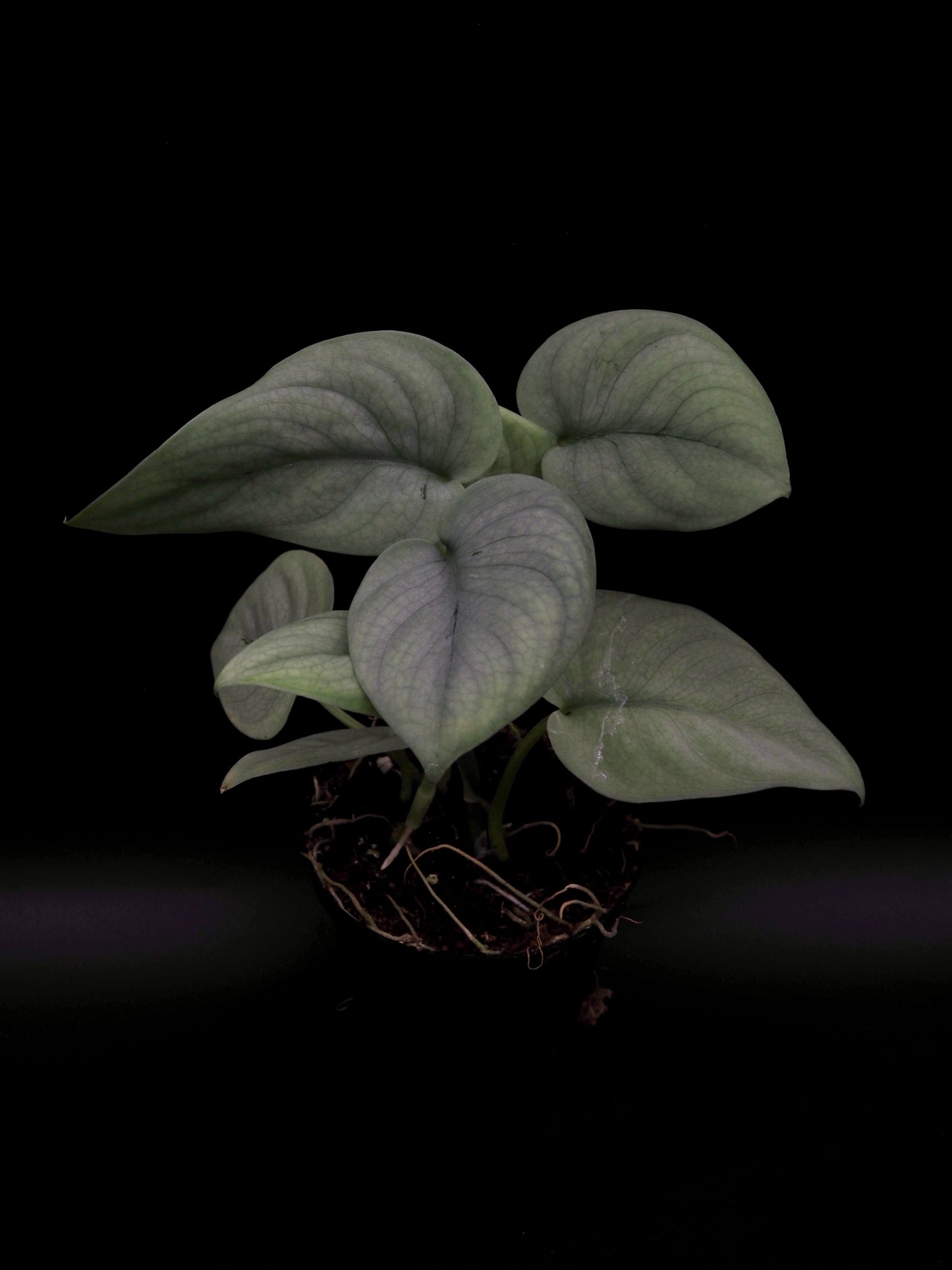 Scindapsus Platine