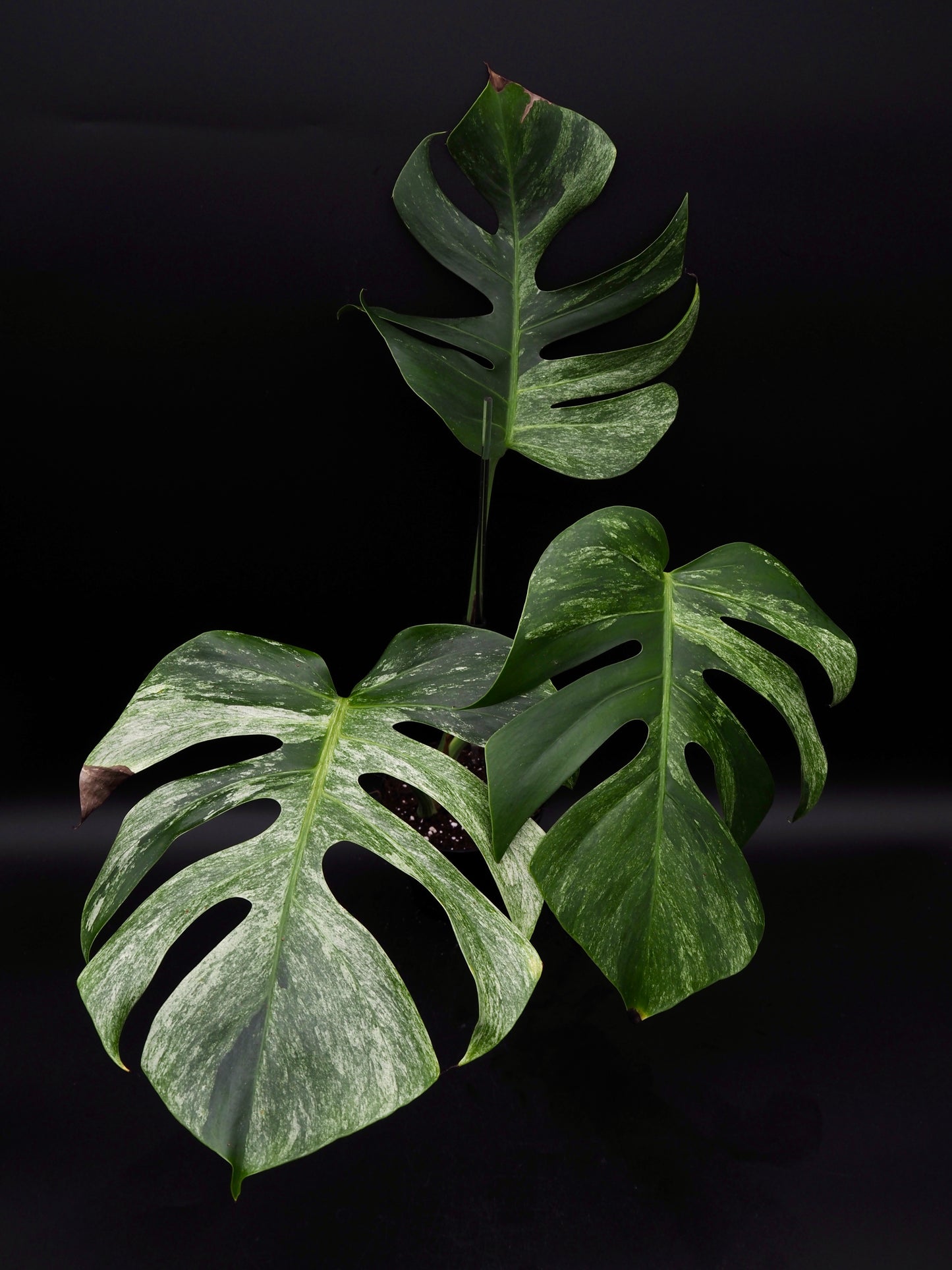 Monstera Deliciosa Jungle Menthe
