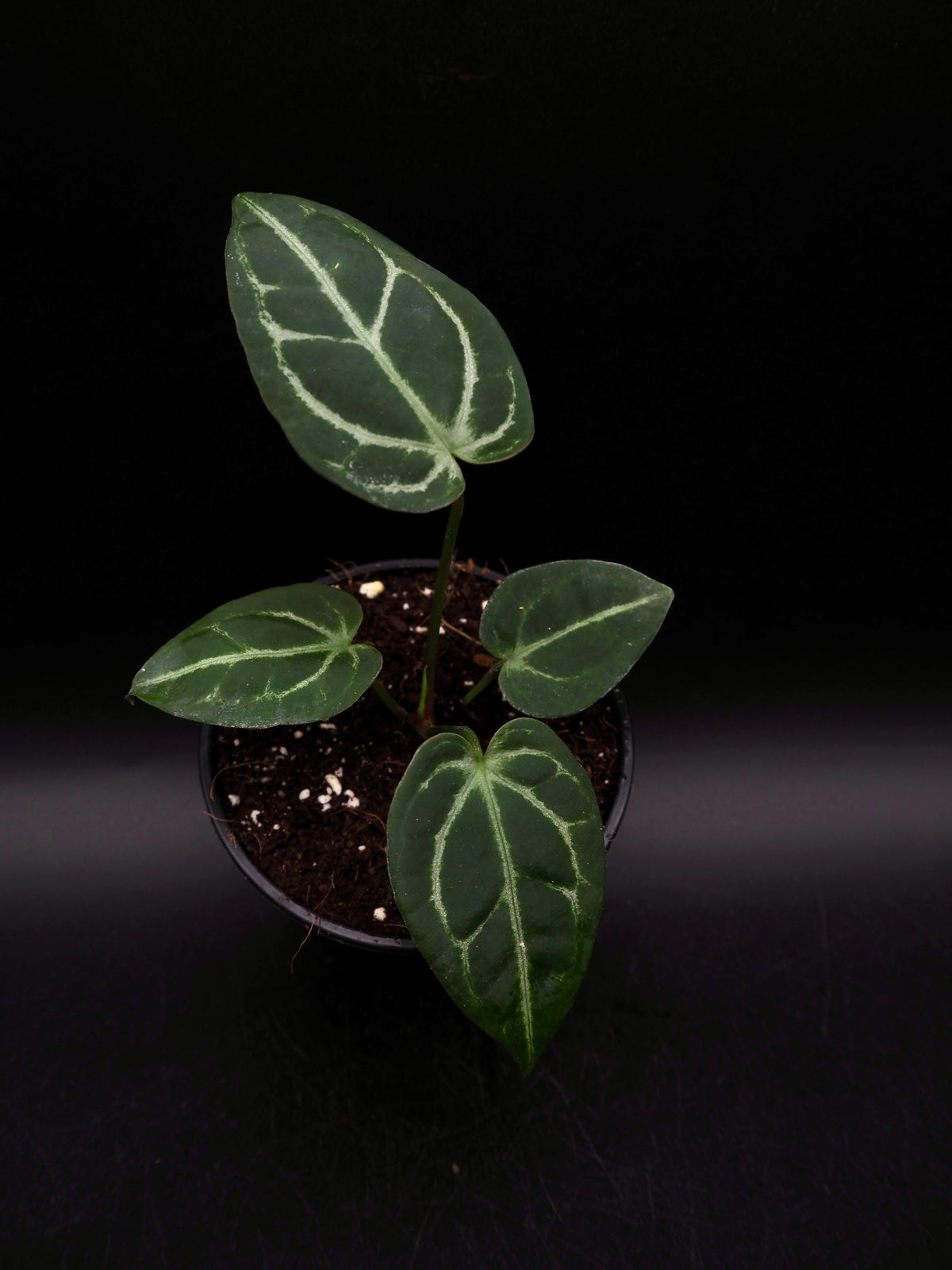 Anthurium Greige x Docblockf2 x (Sweetlove x Pedatoradiatum Variegata)