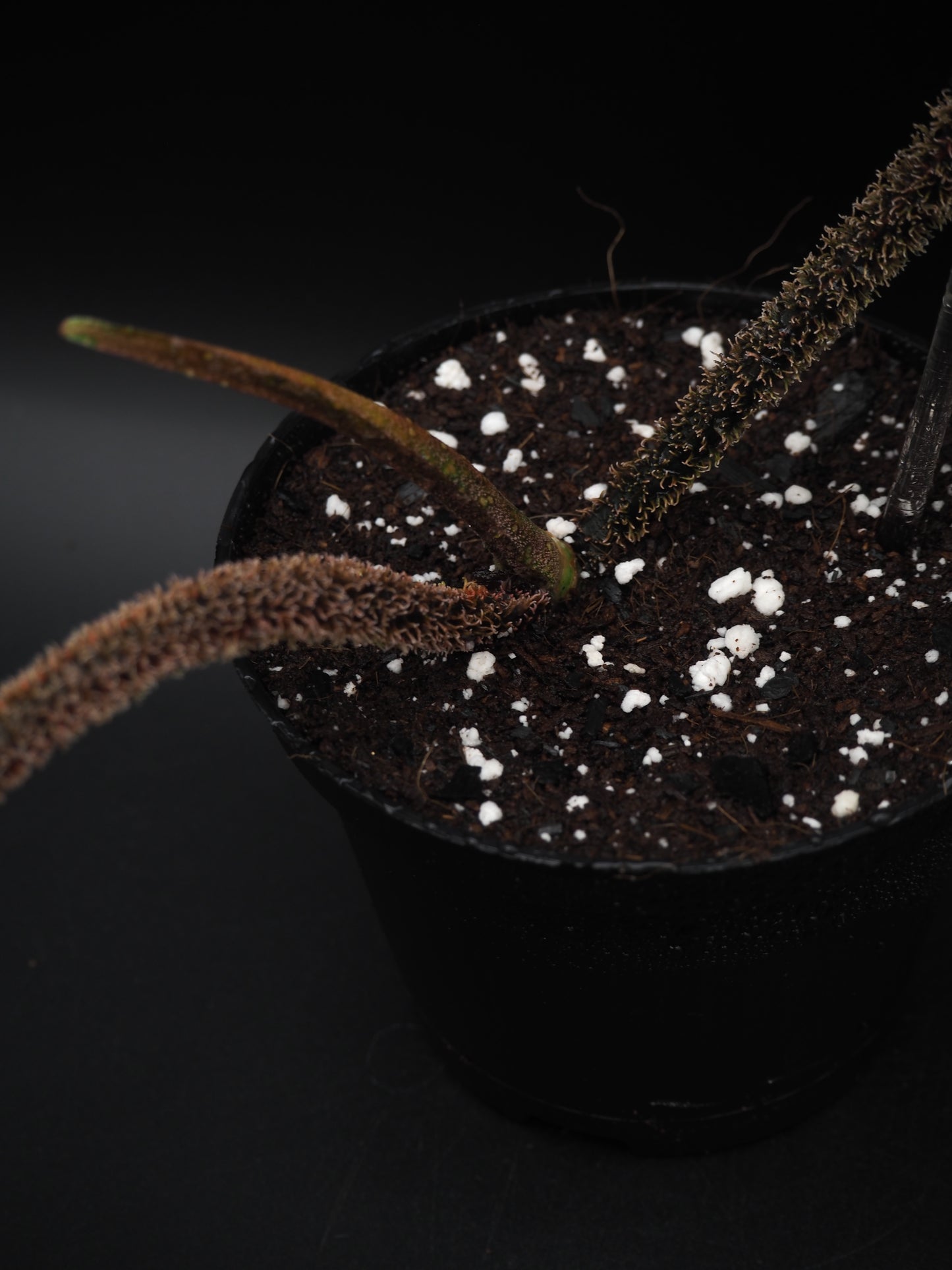 Philodendron Squamiferum Aurea Variegata