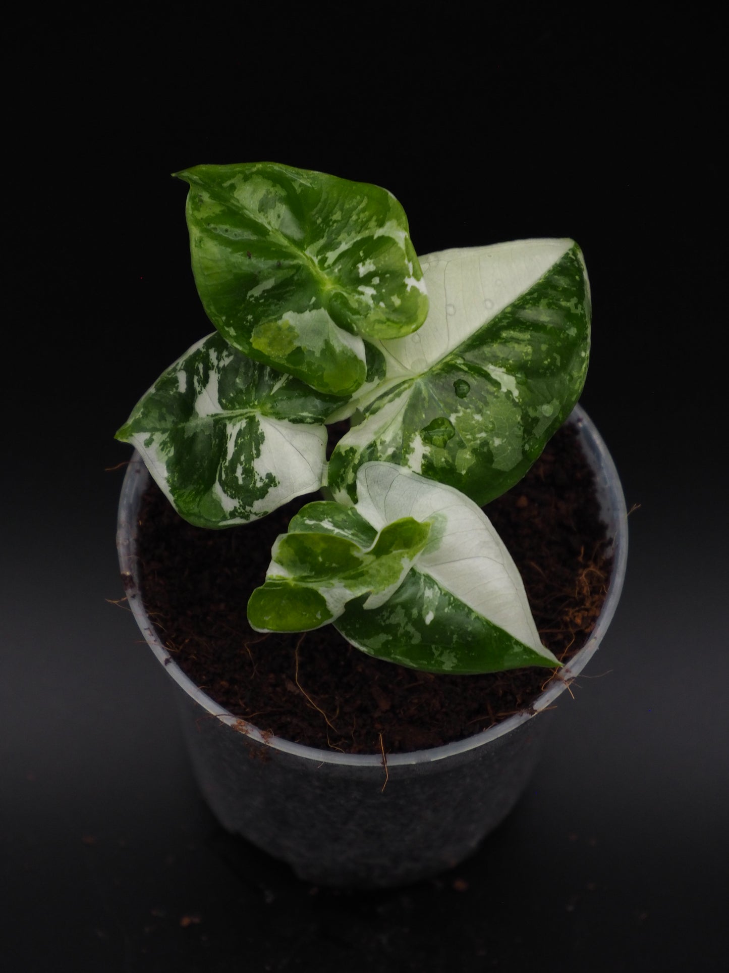 Alocasia Frydek Variegata