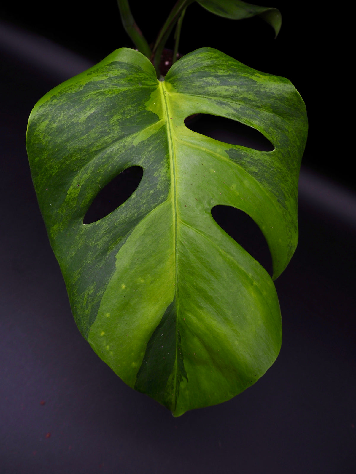 Monstera Borsigiana gog