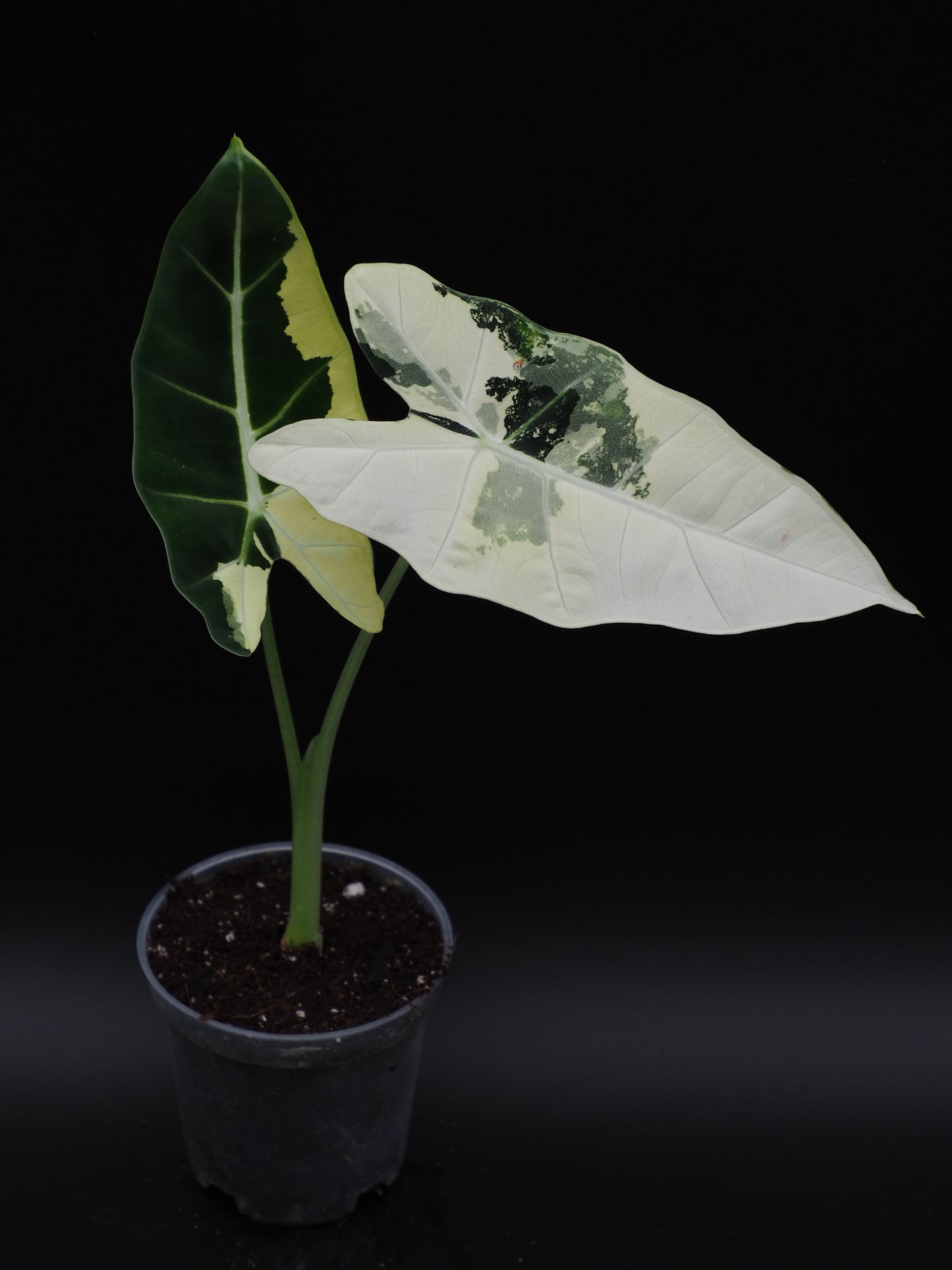 Alocasia Frydek Variegata