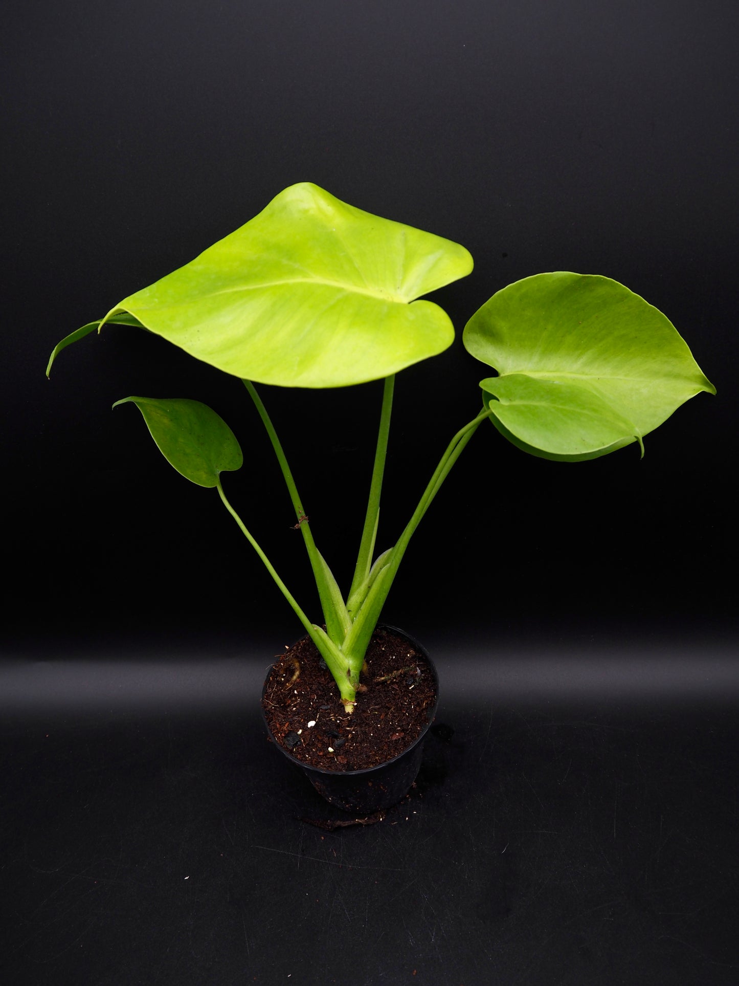 Monstera Lemon Lime