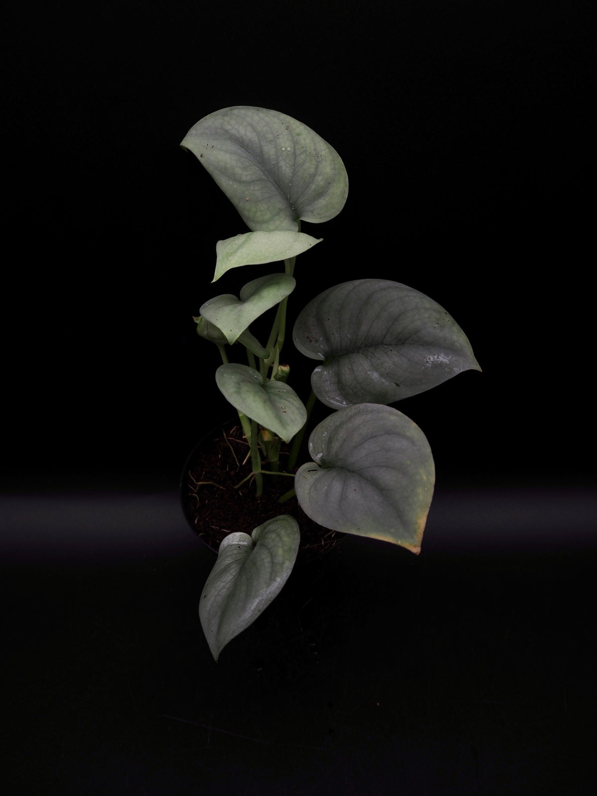 Scindapsus Platinum