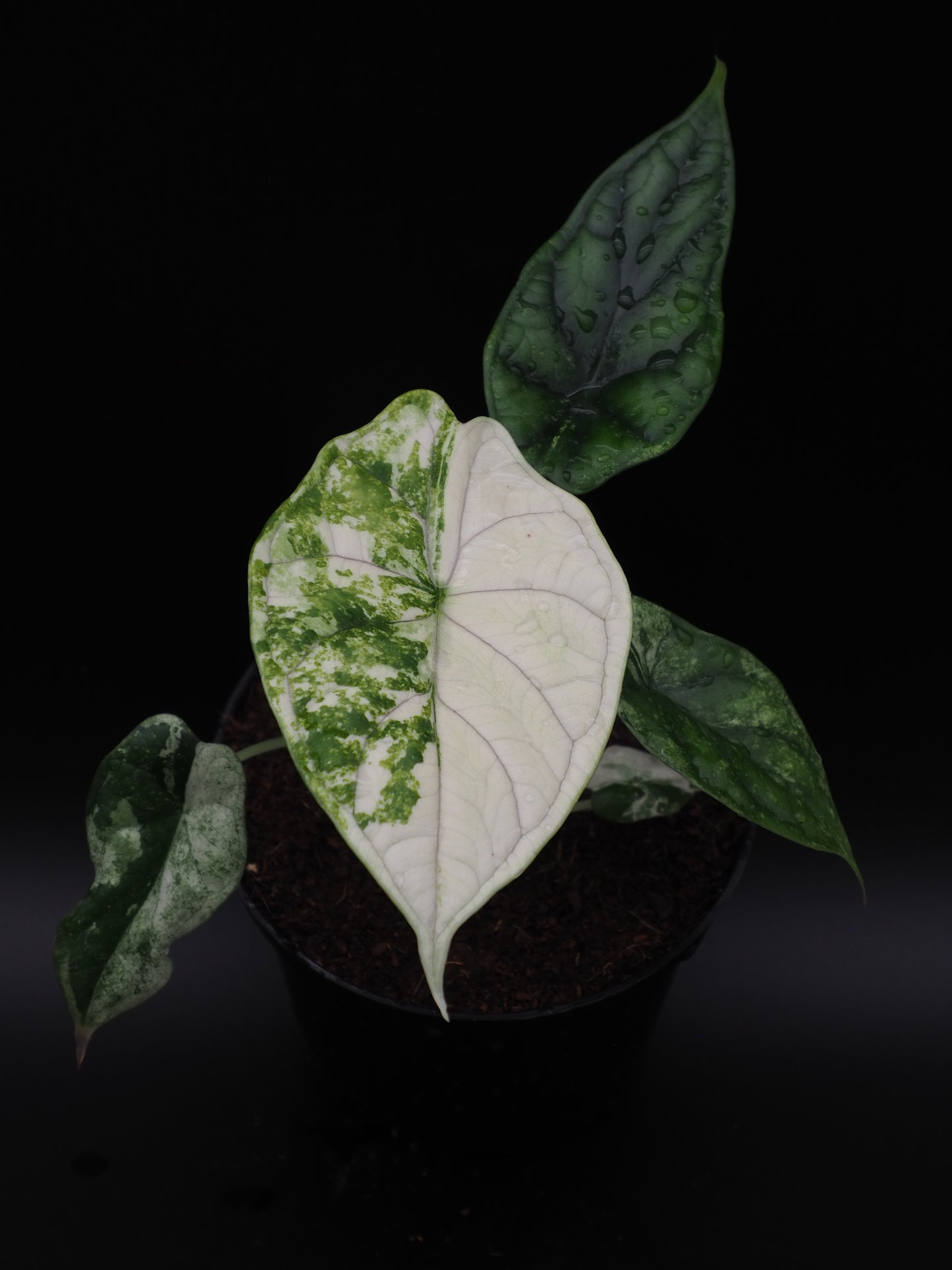 Écaille de dragon Alocasia Albo Variegata