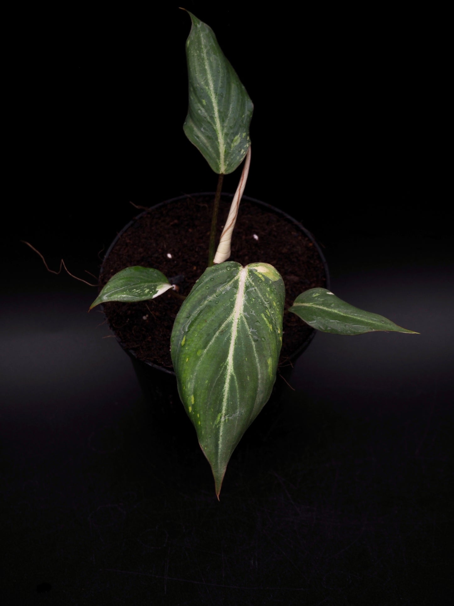 Philodendron Gloriosum Tricolor