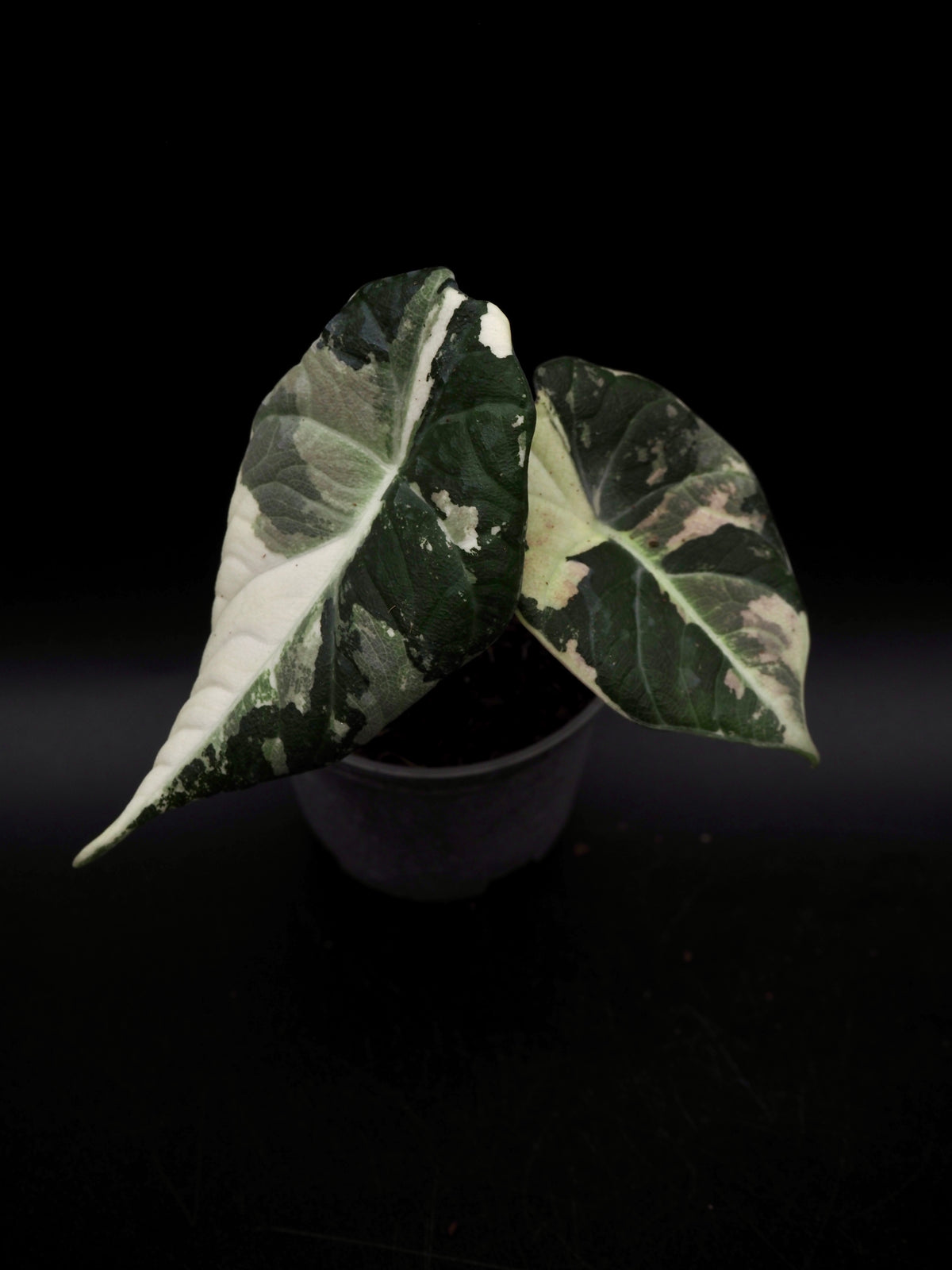 Alocasia Maharani Albo Variegata