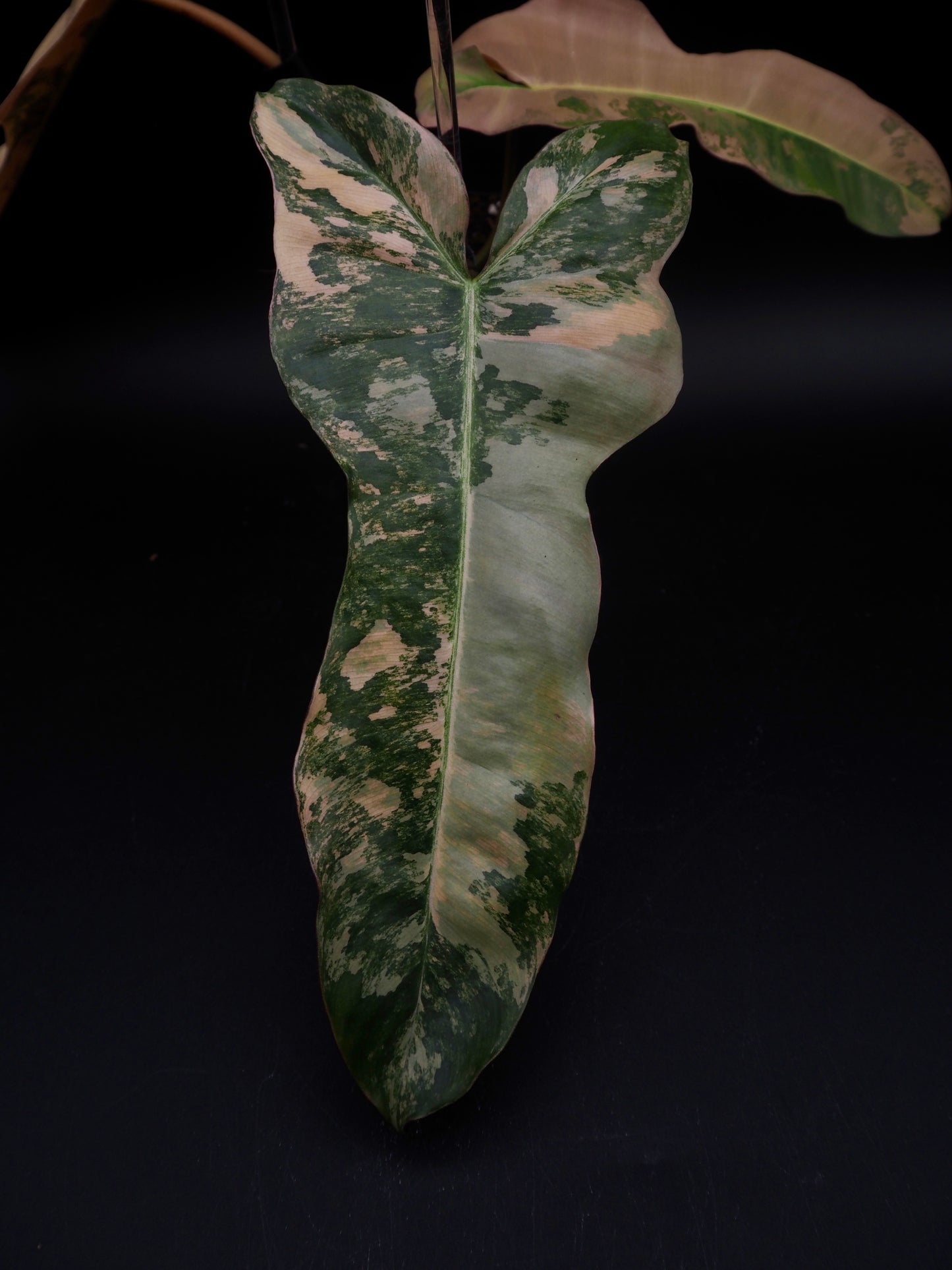 Philodendron Florida Beauty x Black Billietiae