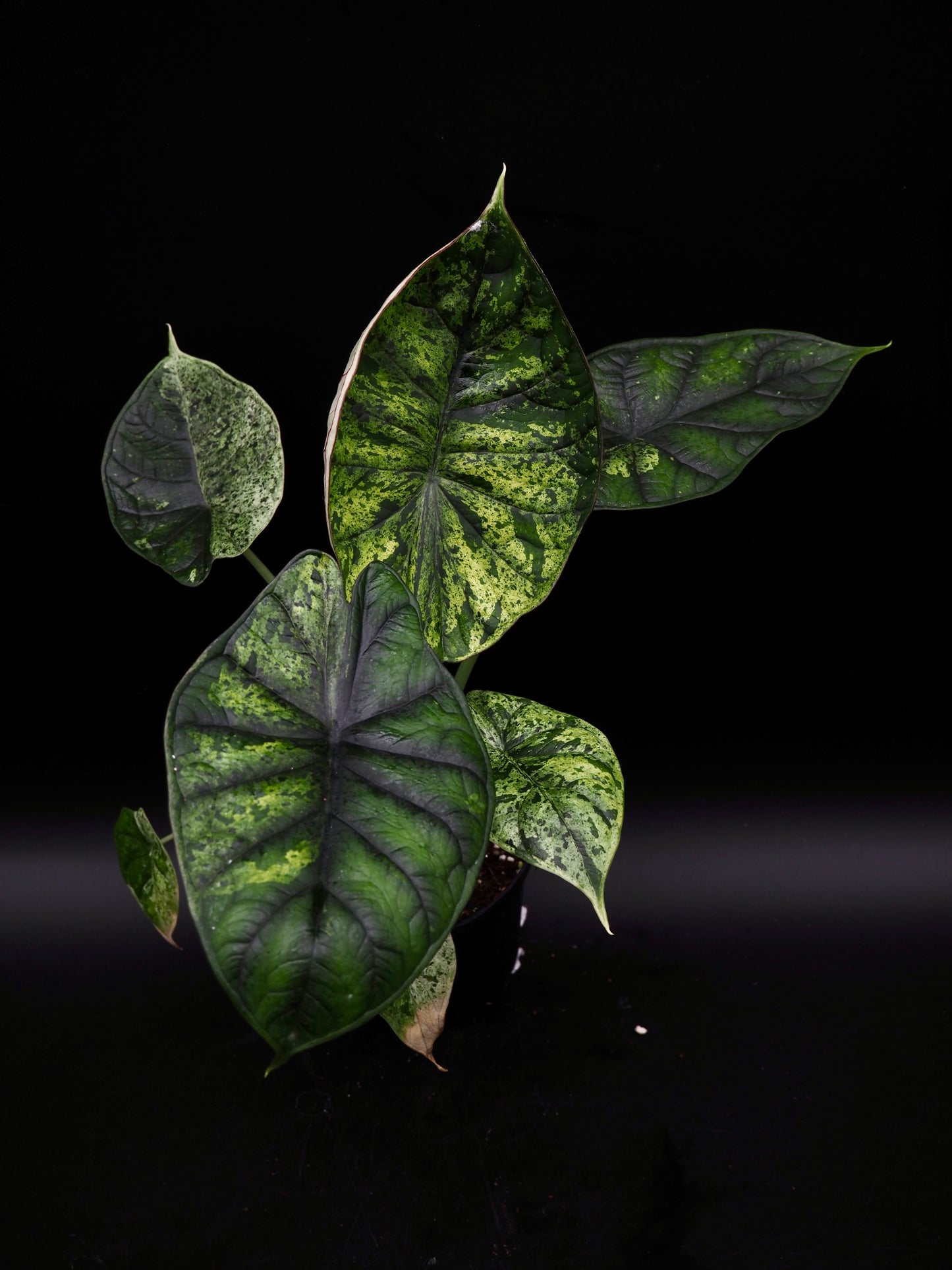 Alocasia Dragon Scale Menthe Variegata