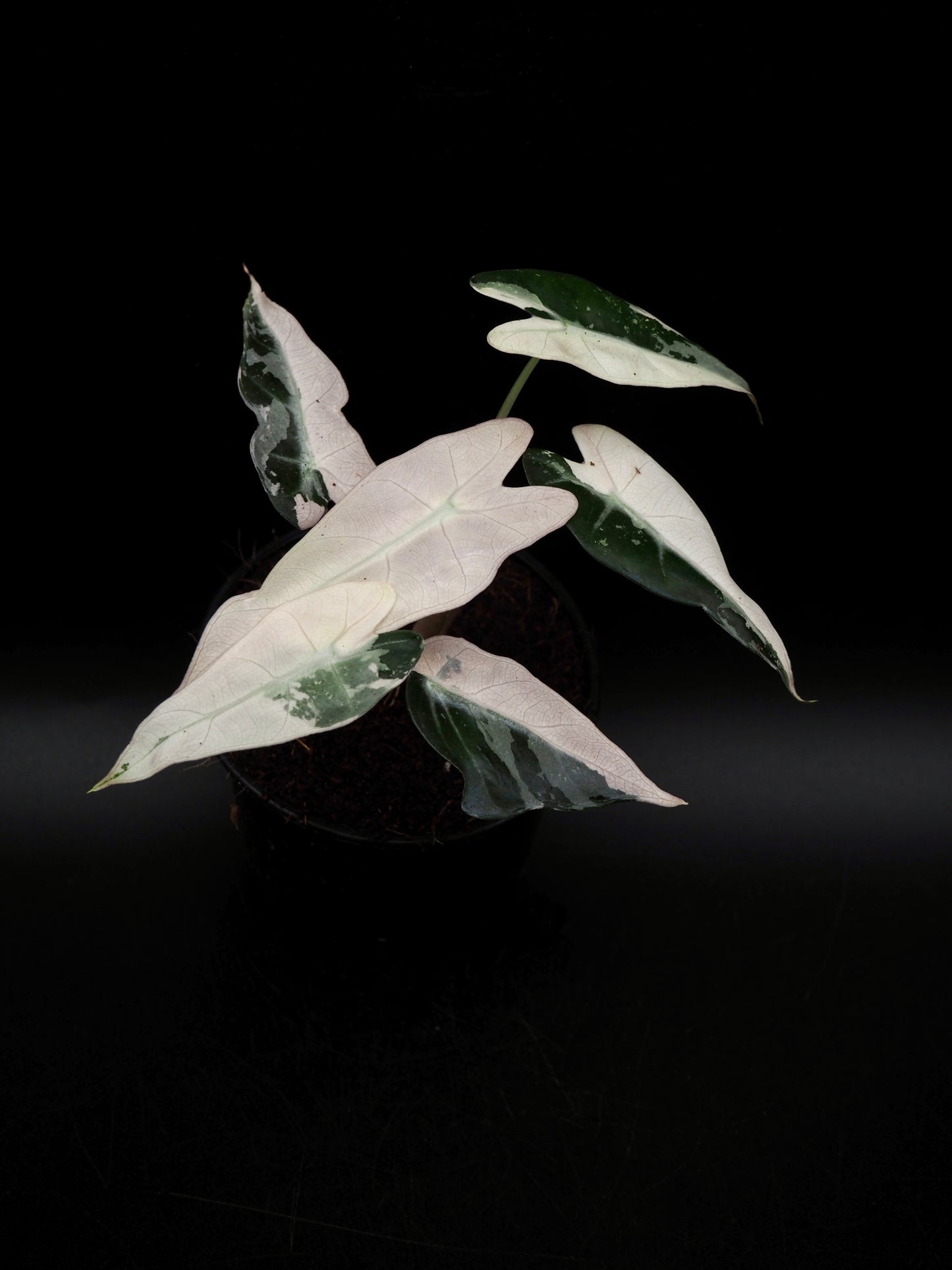 Alocasia Bambino Pink Variegata