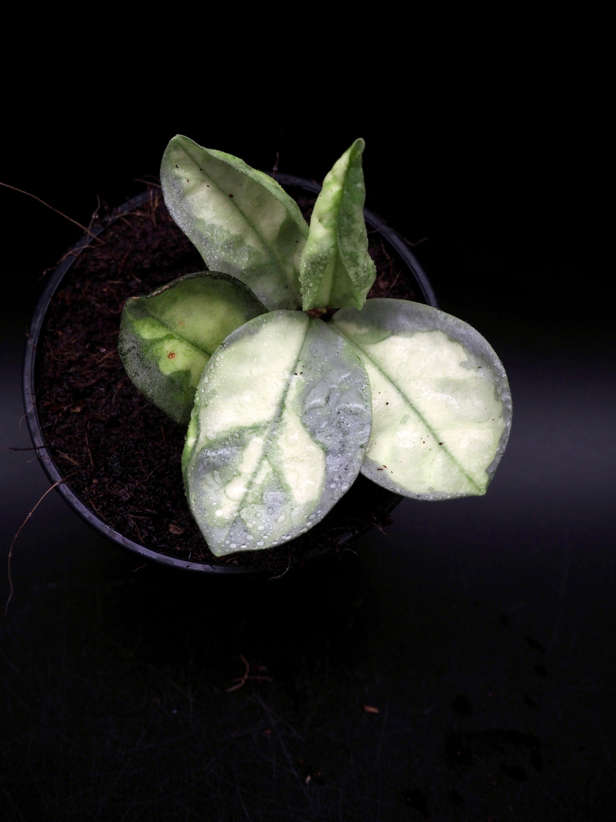 Hoya Argentea Princess