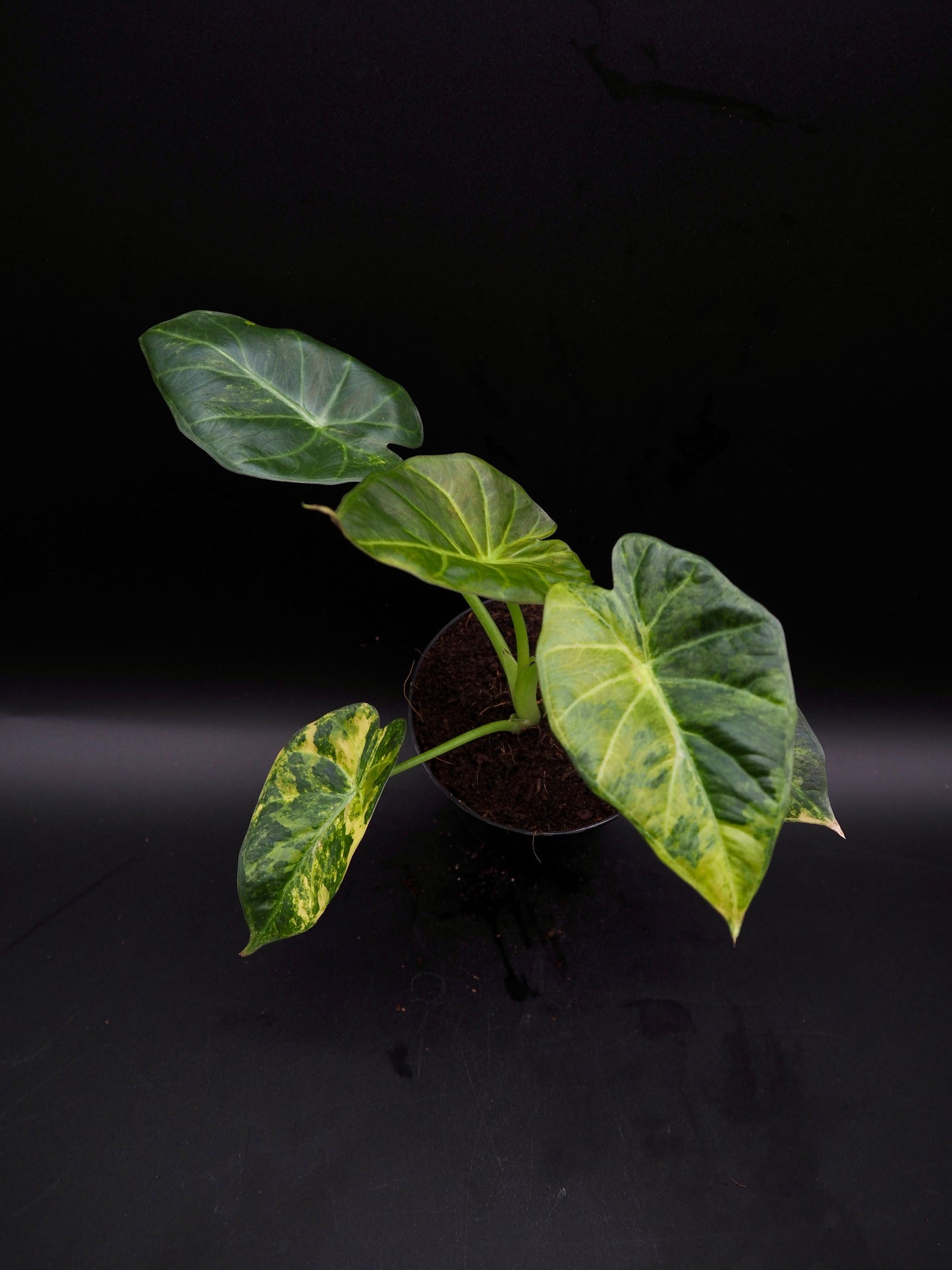 Alocasia Regal Shield Aurea