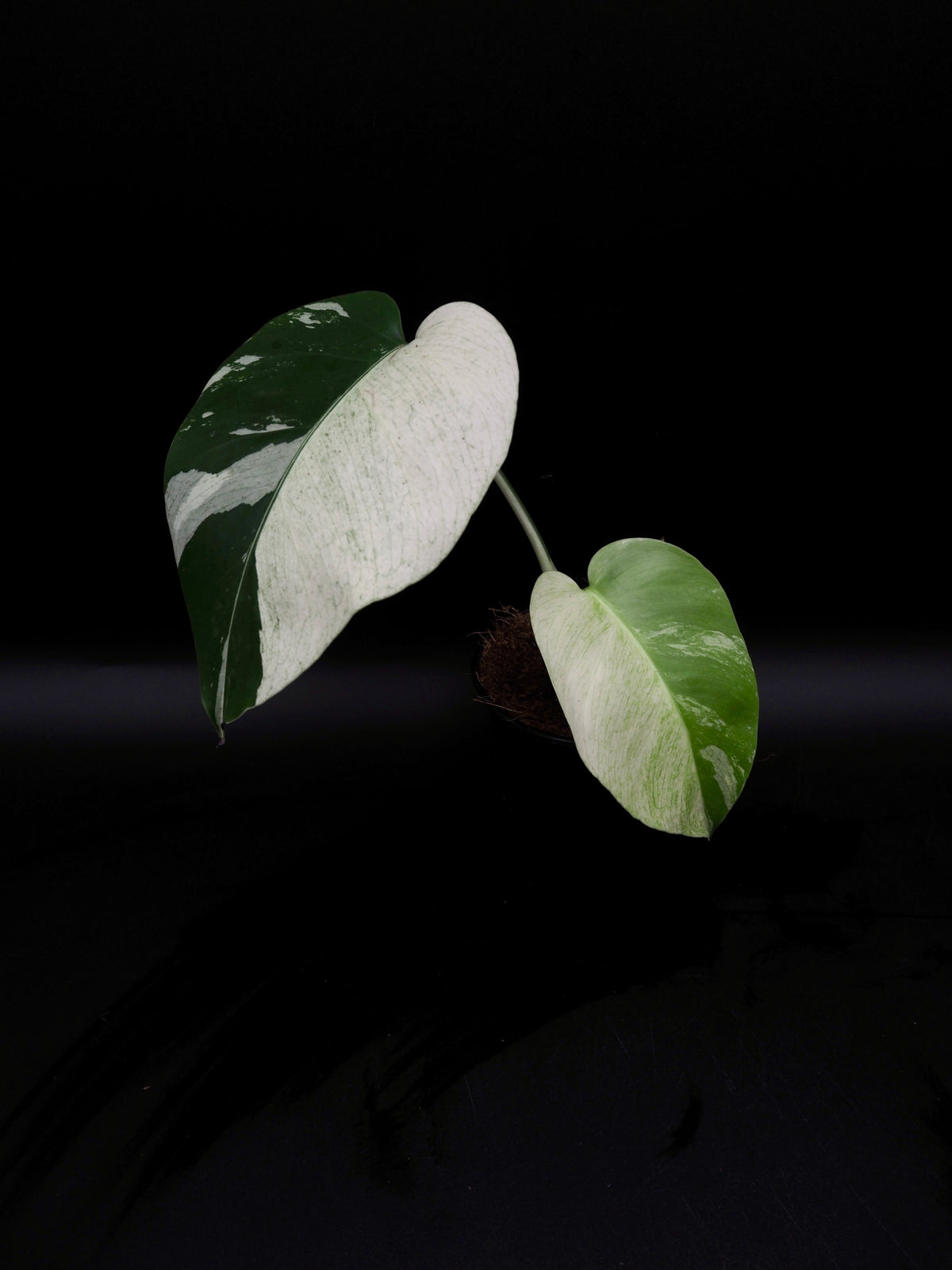 Monstera Deliciosa Jungle Mint