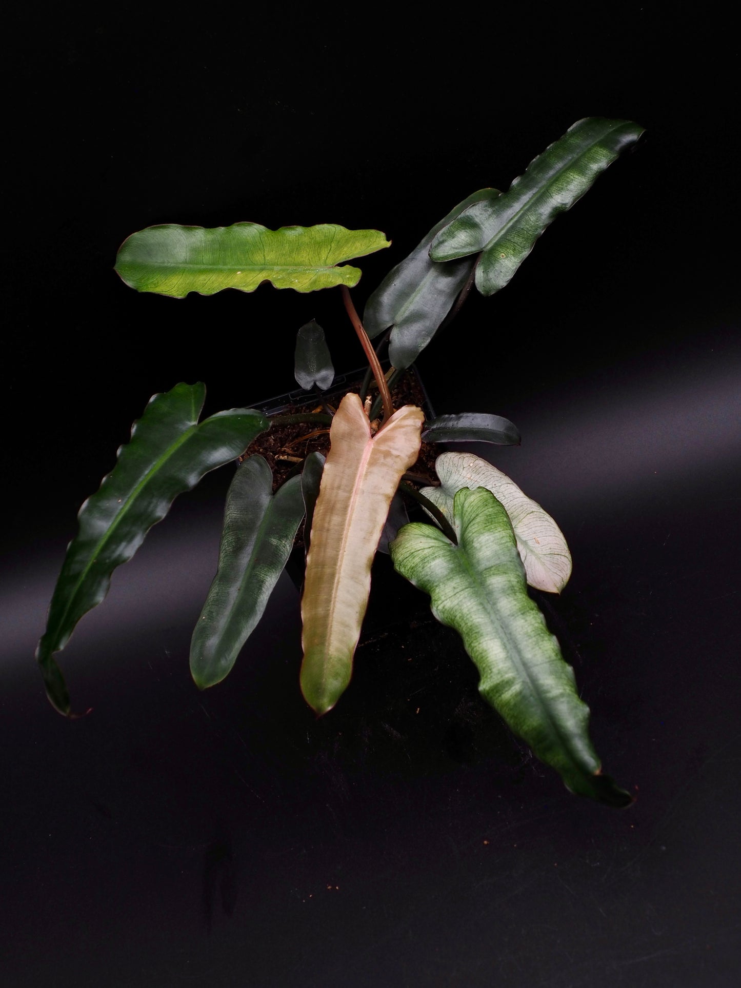 Philodendron Billietiae x Atabapoense menthe bleu gris Variegata